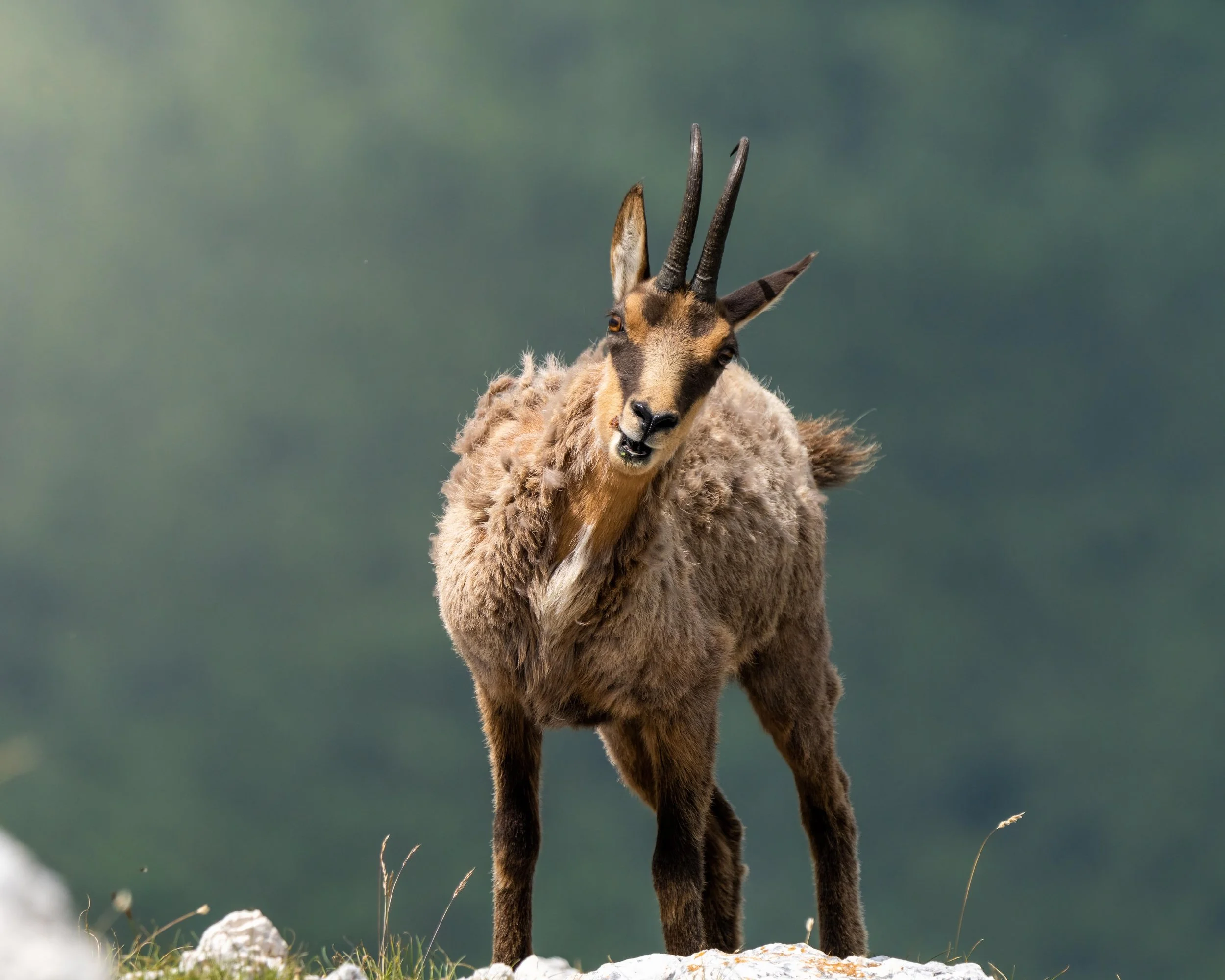 animale, montagna, mammifero on corna, capriolo marrone alpi, appennini