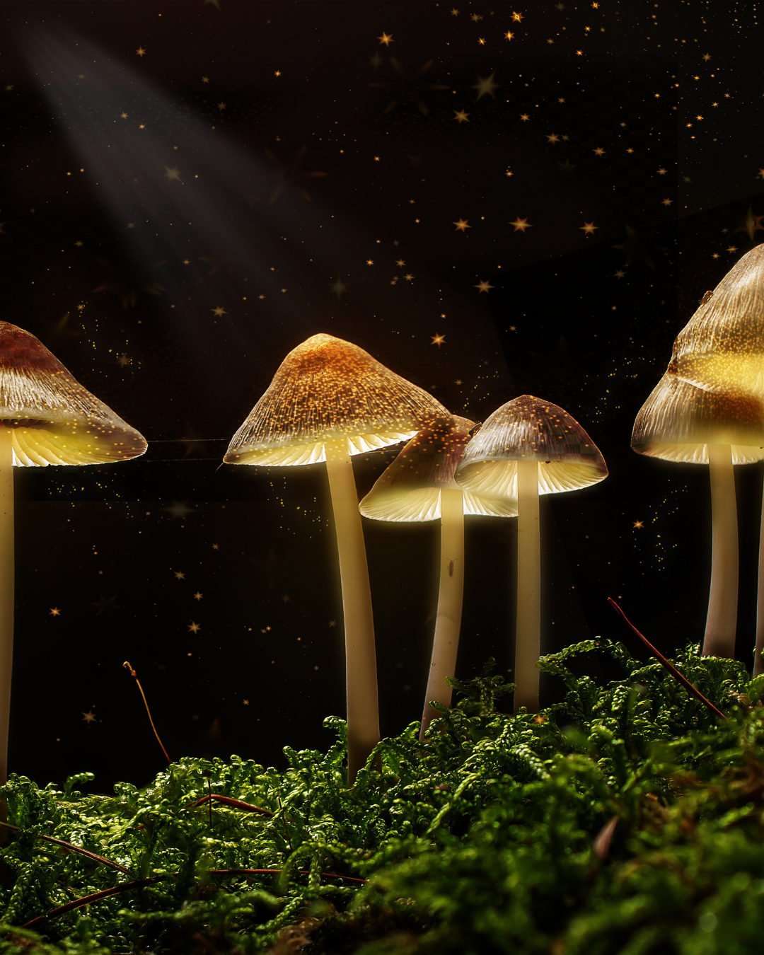 funghi, funfo, roma, lazio, wildmoon, aps, corso, workshop, bosco, natura, autunno