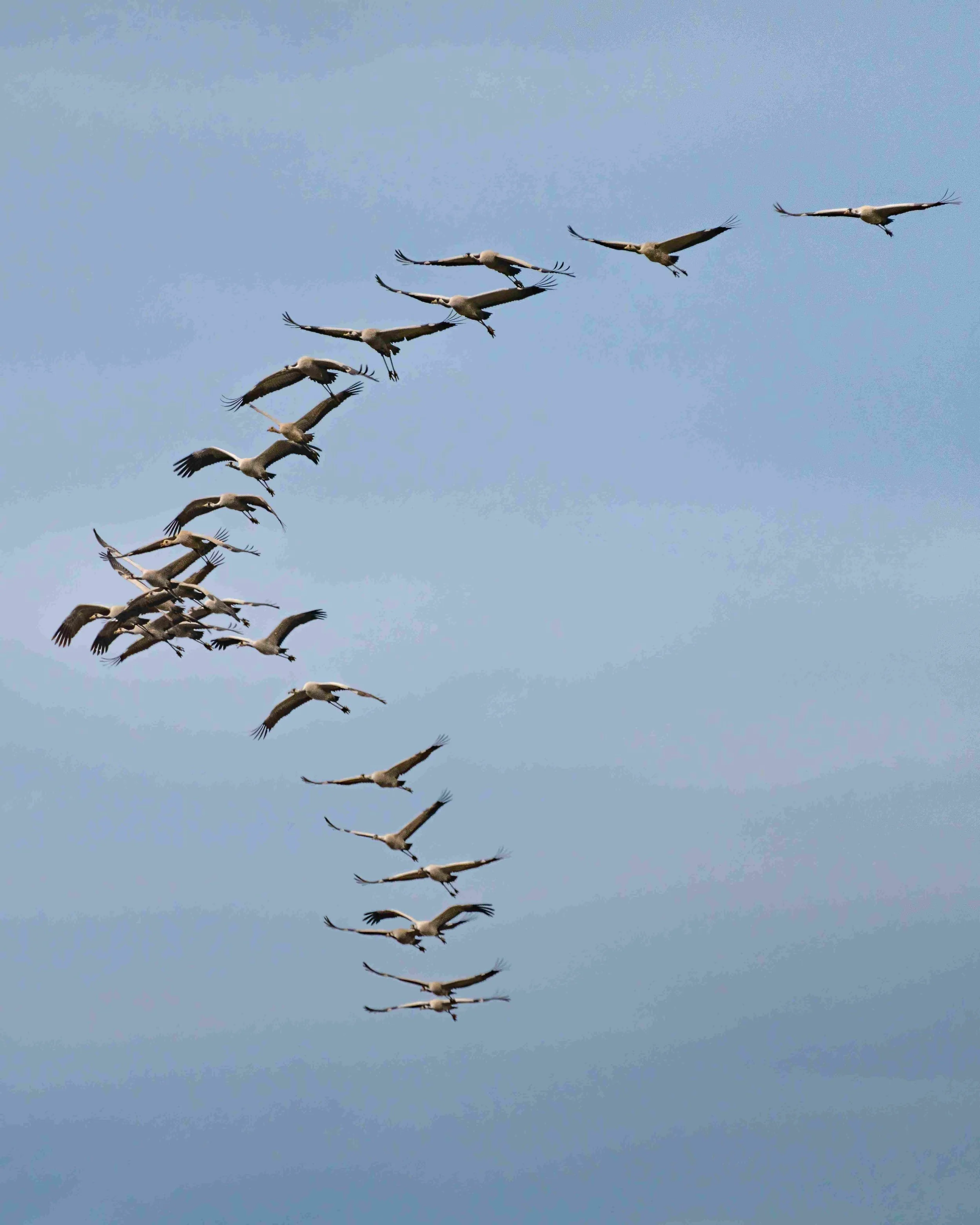 maremma, gru, cenerine, migrazione, cielo, blu, azzurro, campagna, uccelli, formazione a v, stormo, gru, uccelli migratori, grici, neri, grandi uccelli europa