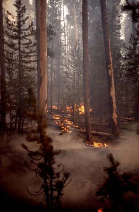 incendio, fuoco, bosco, alberi in fiamme, cenere, rigenerazione