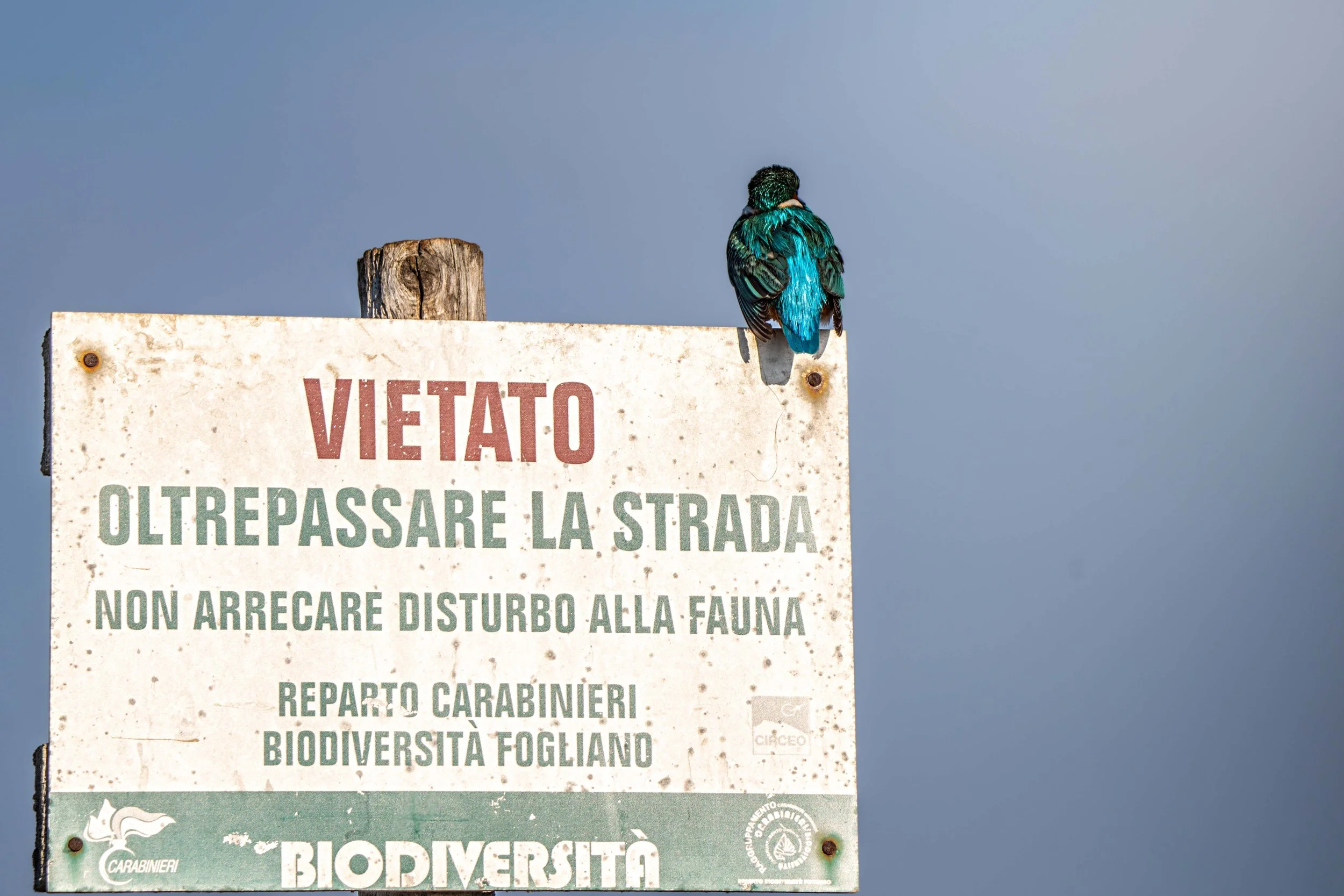 martin pescatore, uccello picolo azzurro, belìcco lungo, blu