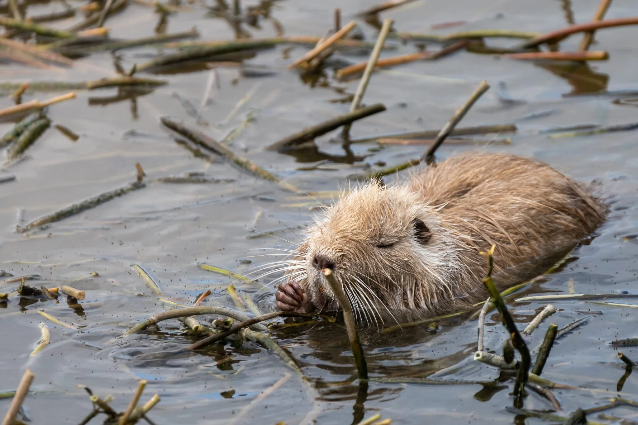 nutria, denti grandi, coda lunga simile a topo, acqua, specie aliene
