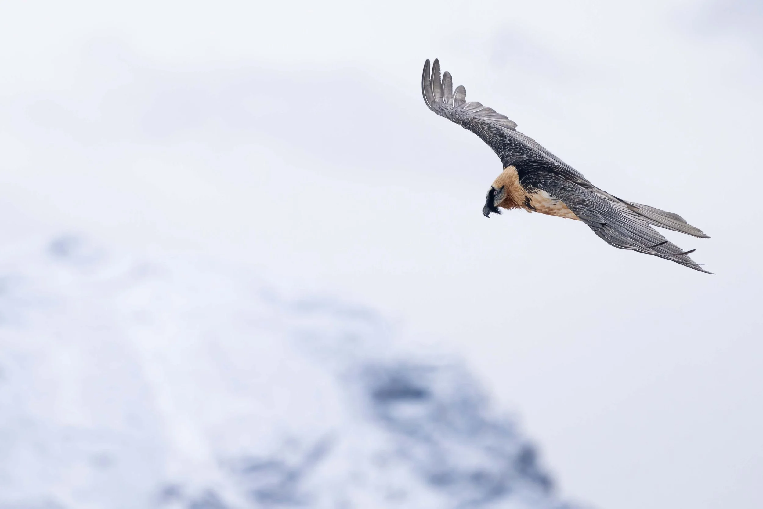gipeto, rapace, uccelli alpini, arancioni, carnivori, predatori montani
