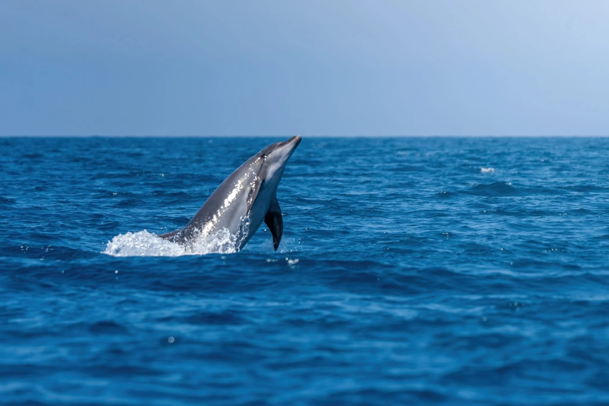 delfino, tursiope, ostia, roma, mare., blu, azzurro