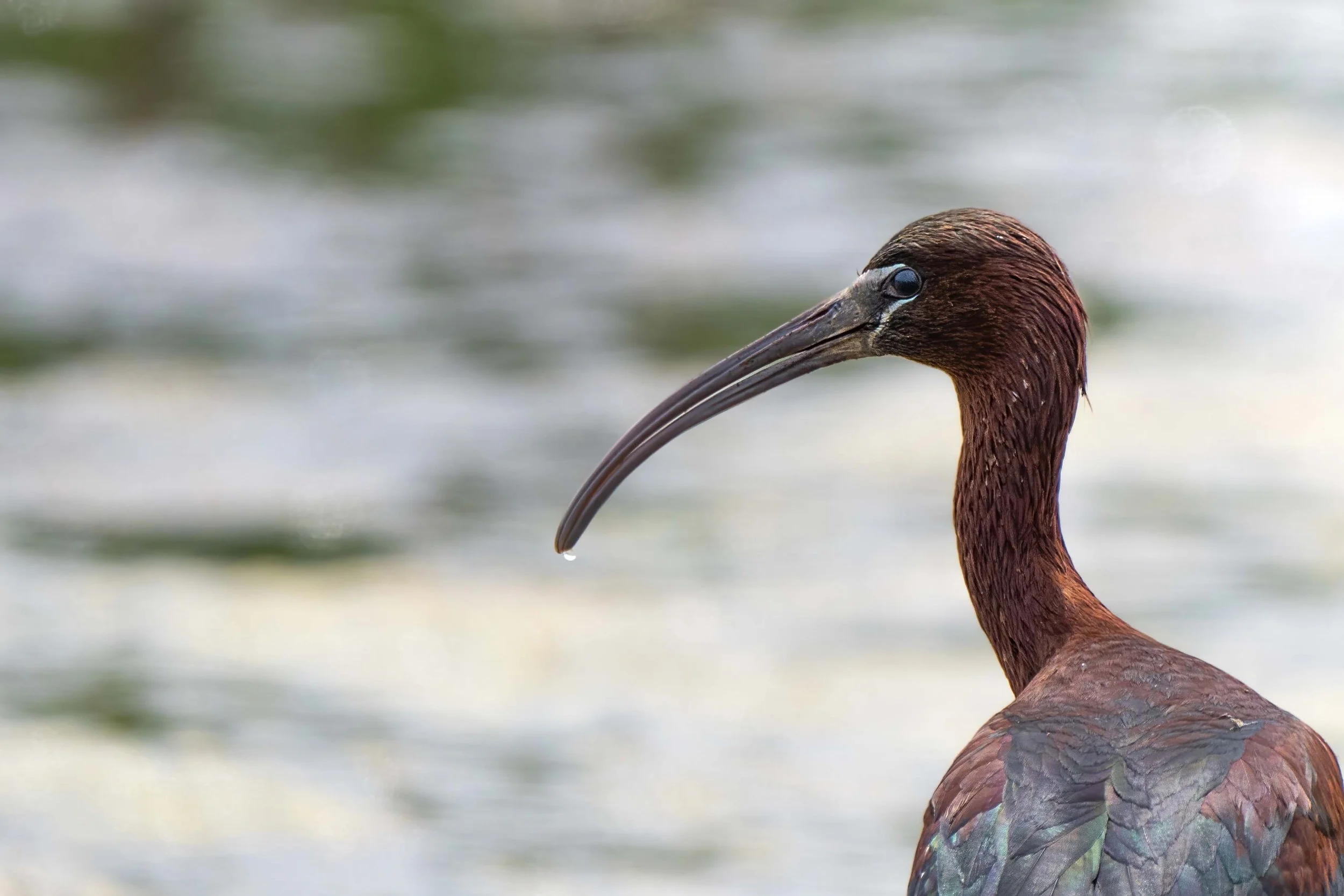 mignattaio, uccello, bird, birdwatching, totte, rorre flavia, natura, natiralistica, uscita, uccello scuro, becco lungo, becco curvo, wildlife
