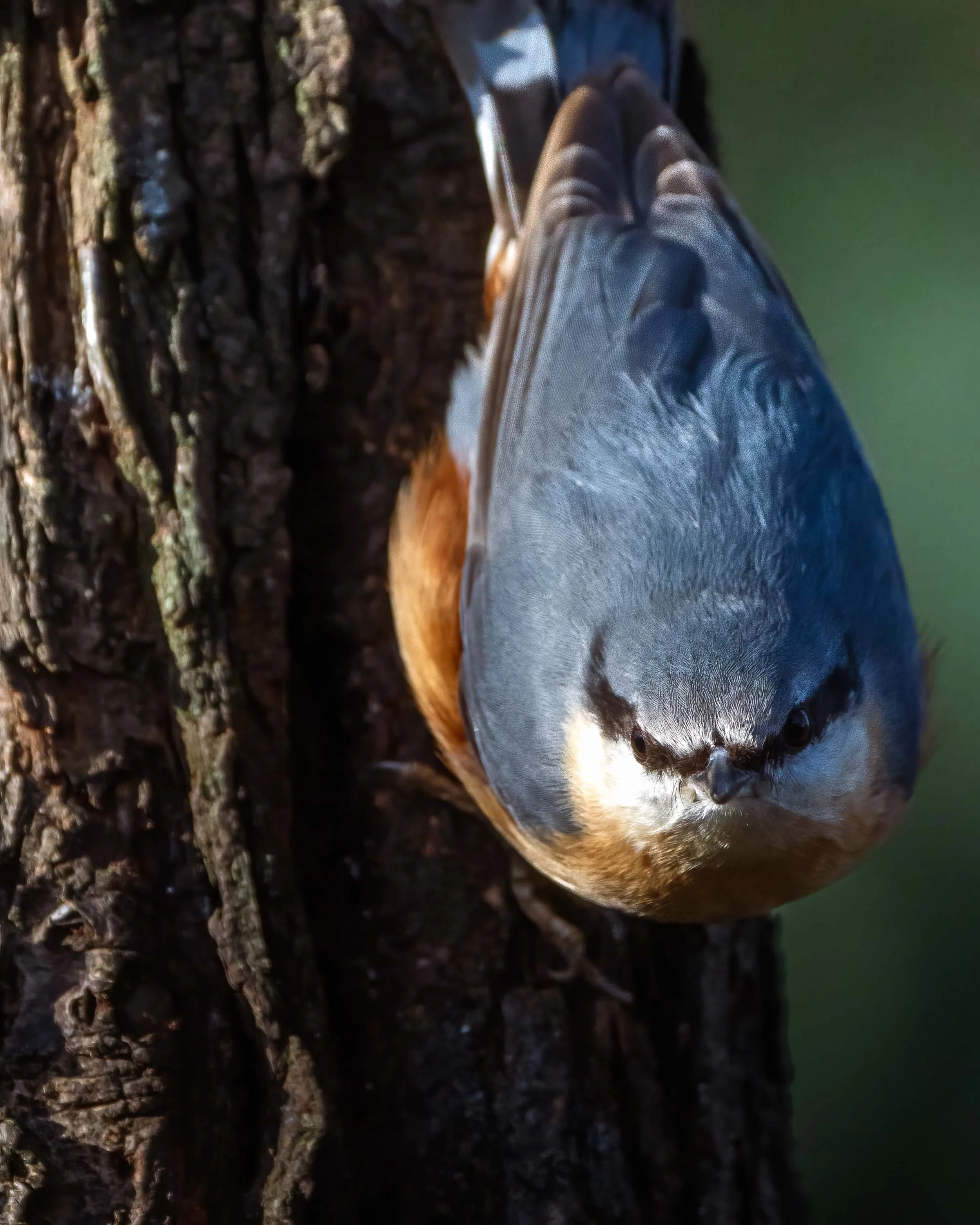 picchio muratore, passeriformi birdwatching corsi roma avifauna uccelli picchio ù