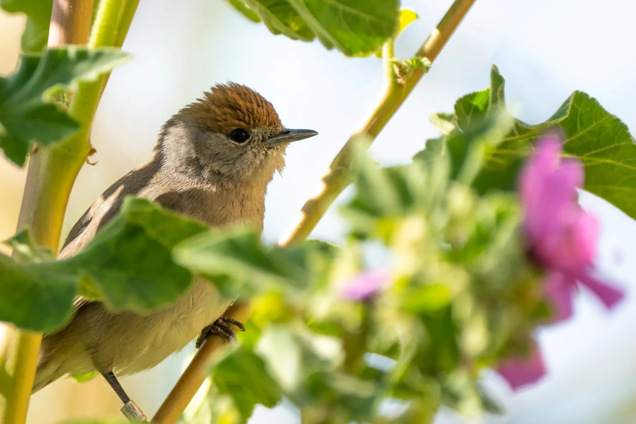 passeri, capinera, uccellino con fiore