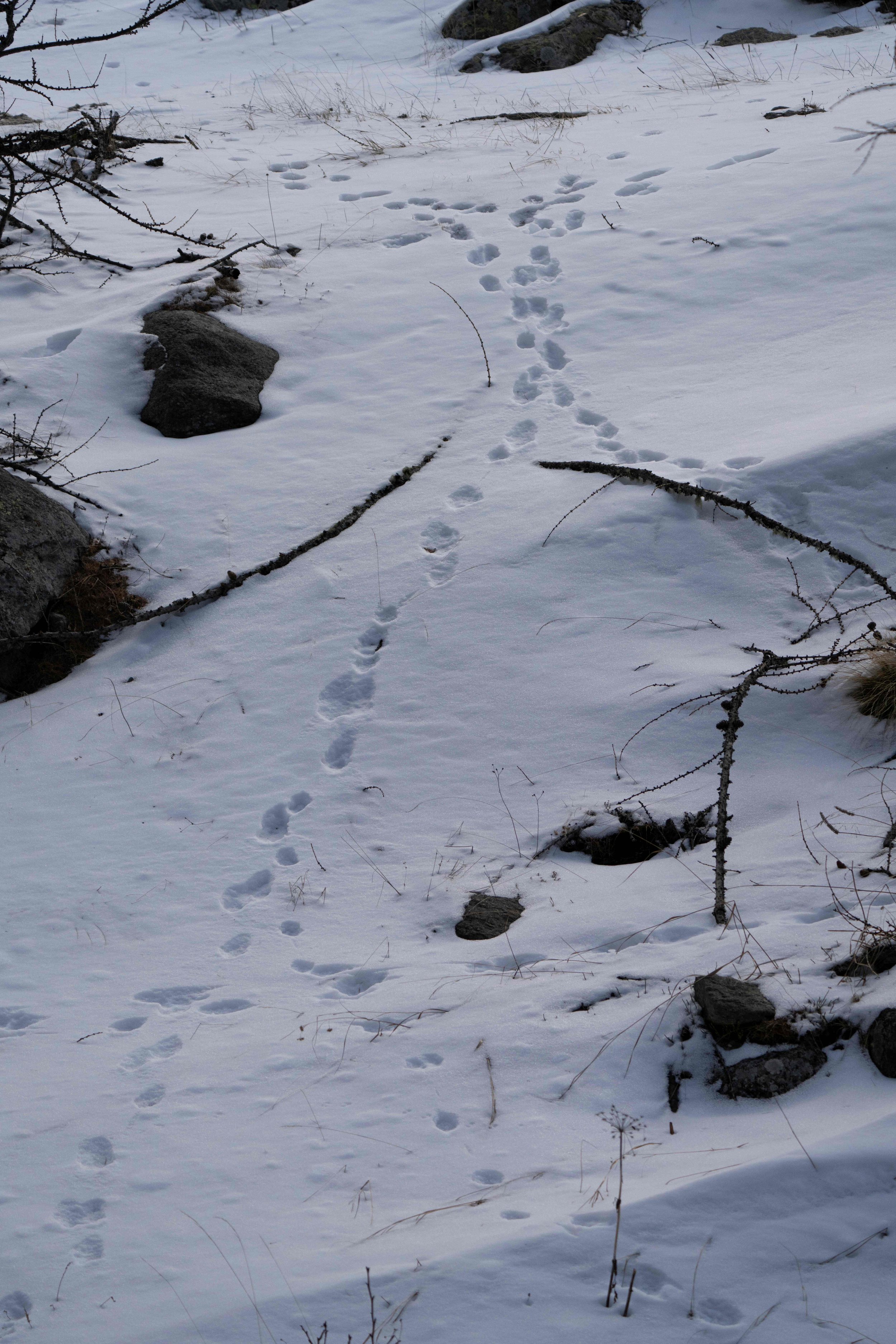 tracce, neve, impronte