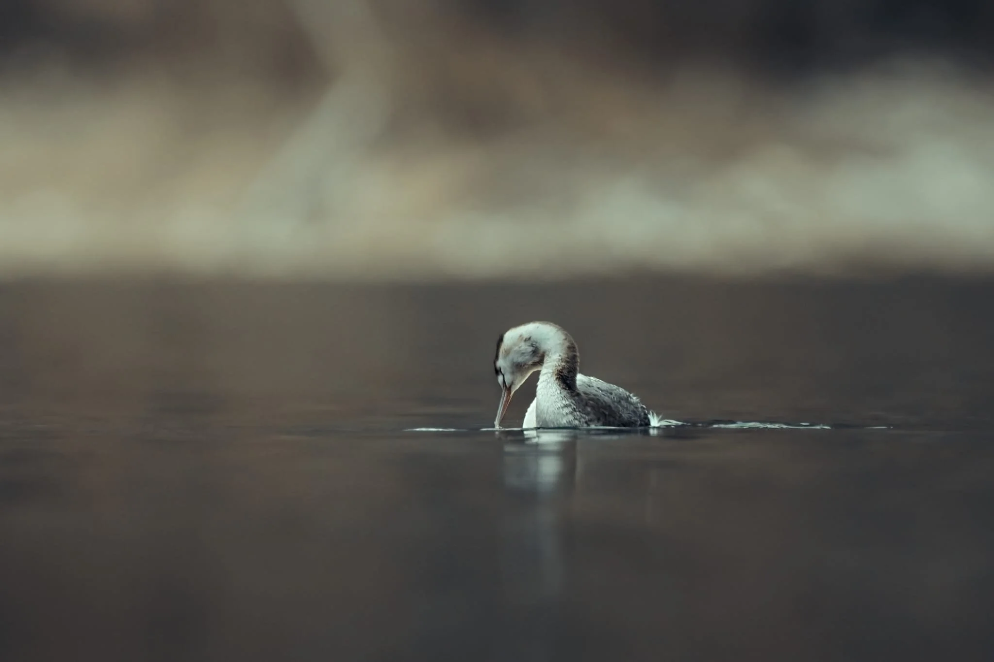 svasso, svassi maggiori, danza, acqua, uccello acquatico, bird, birdwatching, roma, uccelli, avifauna, svassi, bianco e scuro