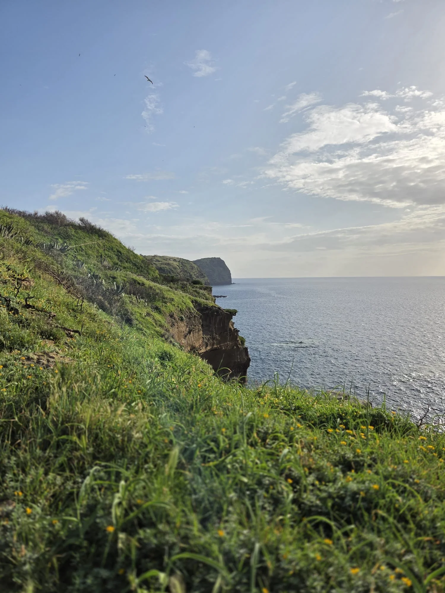ventotene, migrazione, uccelli, birdwatching, wildmoonaps, falesie, mare,cielo
