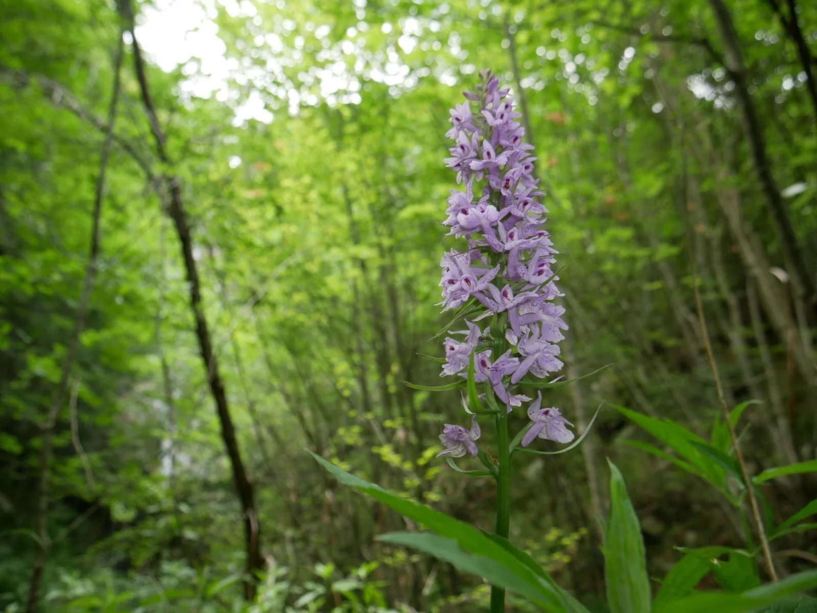 fiore, viola, bosco, plantwatching, botanica, piante,erbacee, verde, fiorellini, infiorescenza, lazio, roma, riconoscimento piante, italia