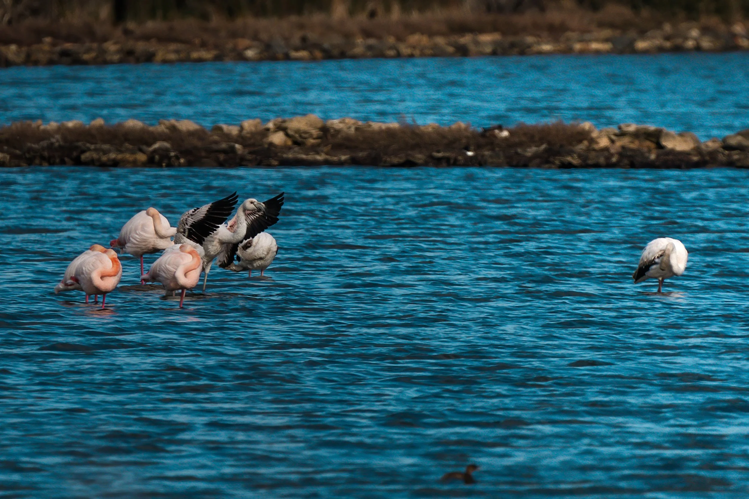fenicotteri, acqua, rosa, blu, uccelli acquatici, fenicottero. uccelli con zampe lunghe, becco grande