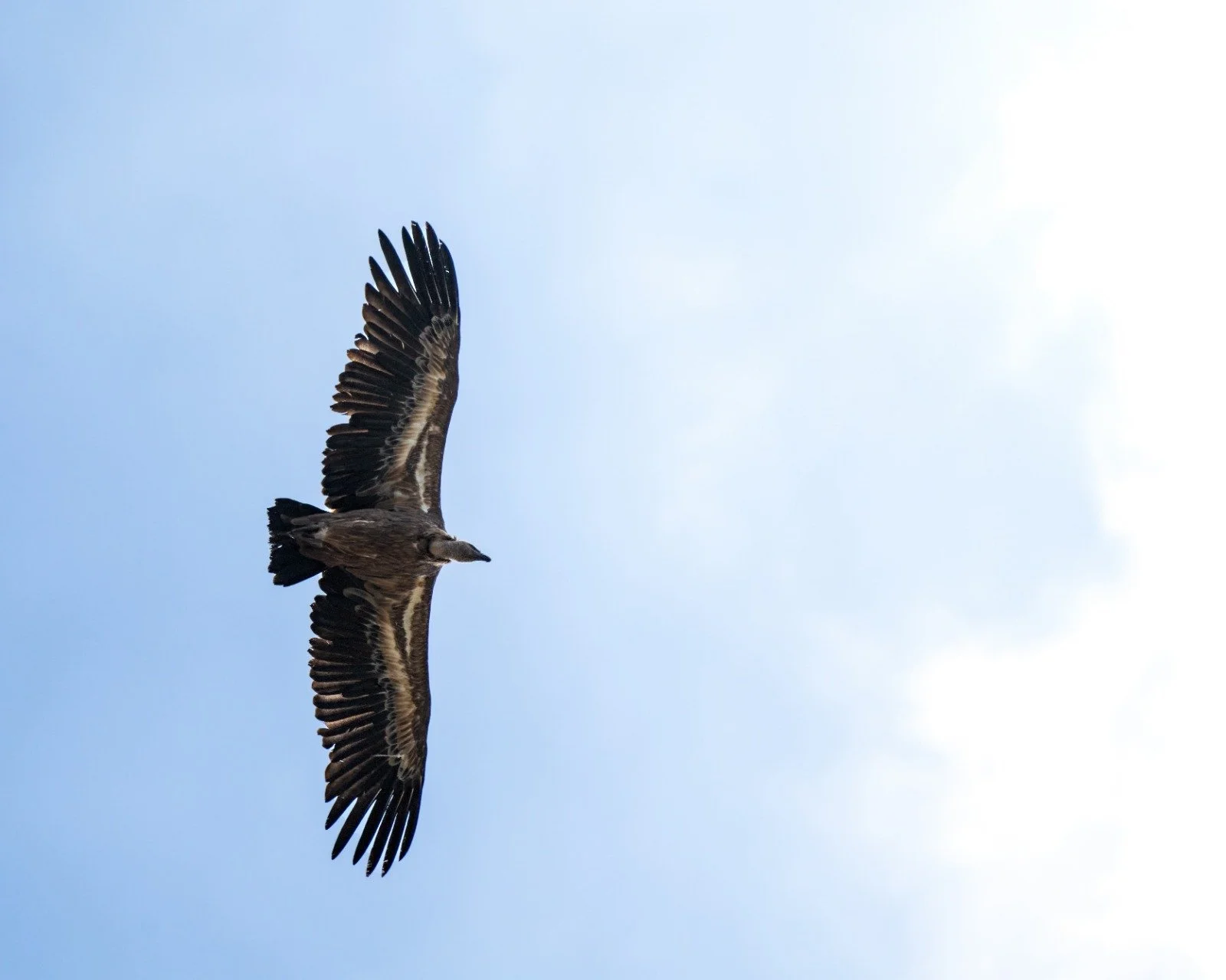 grifone, rapace, uccello, avvoltoio, nero emarrone, spazzini naturali