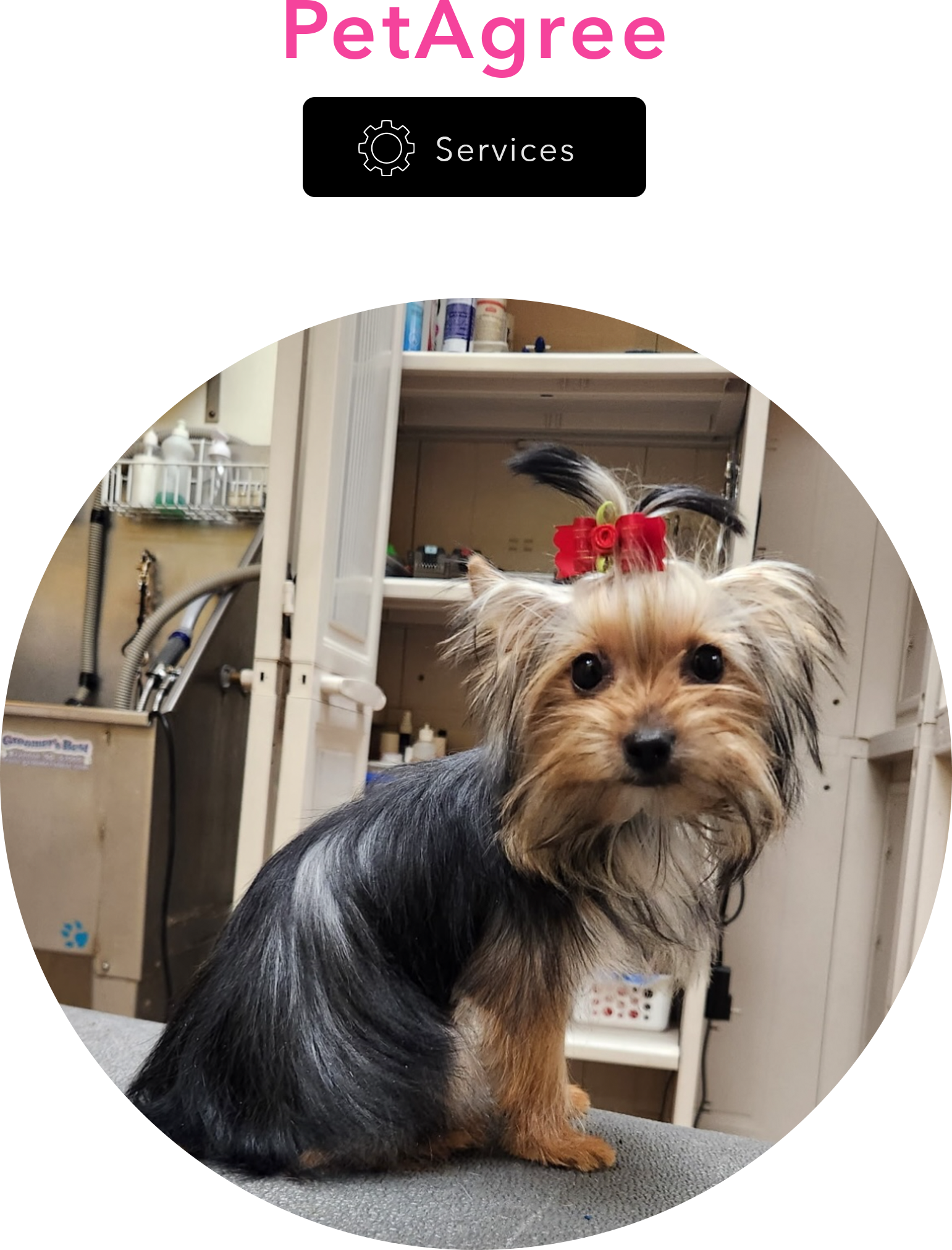 Dog in a grooming room.