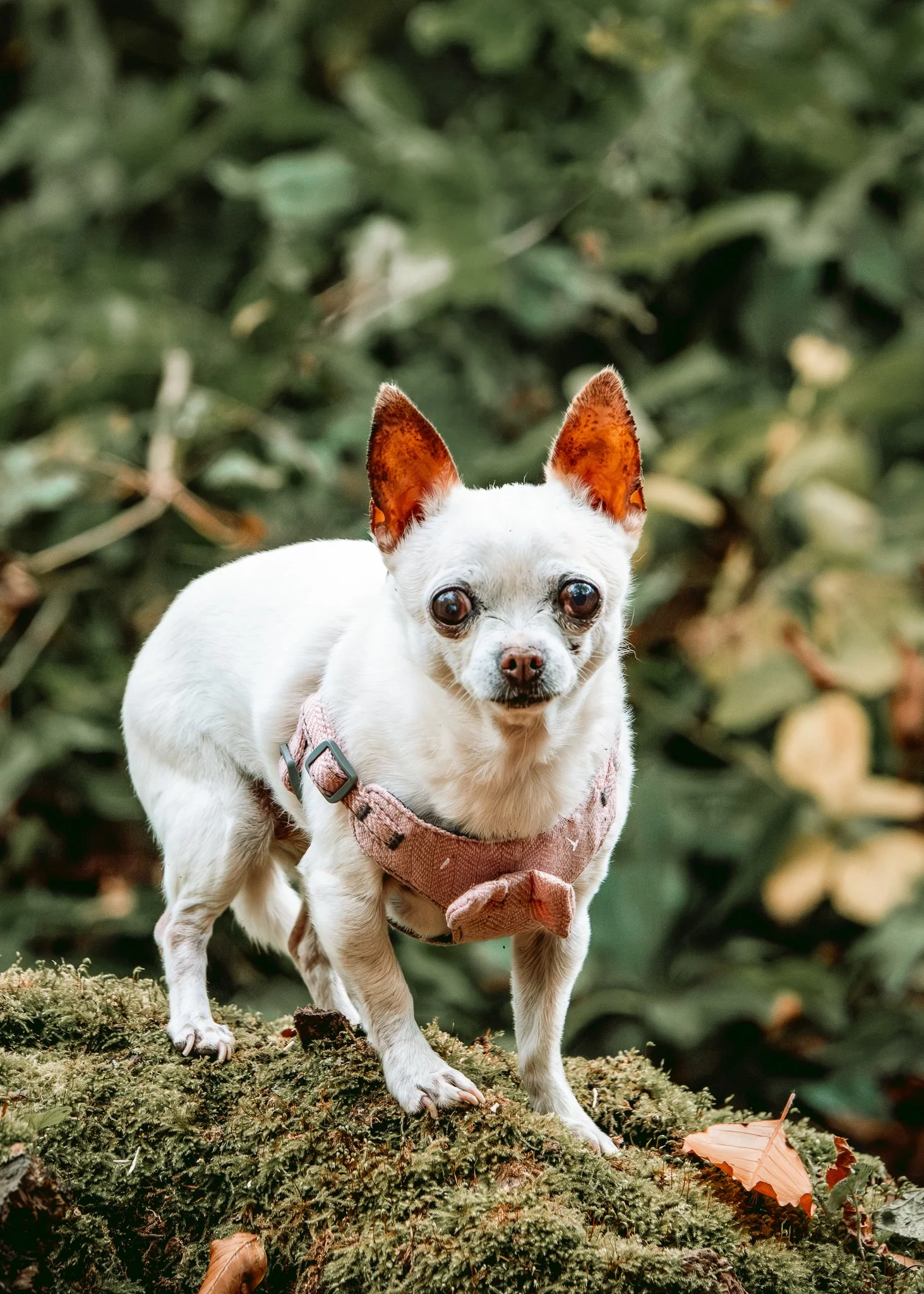 Small white Chihuahua with brown ears standing on mossy ground outdoors, wearing a pink harness.