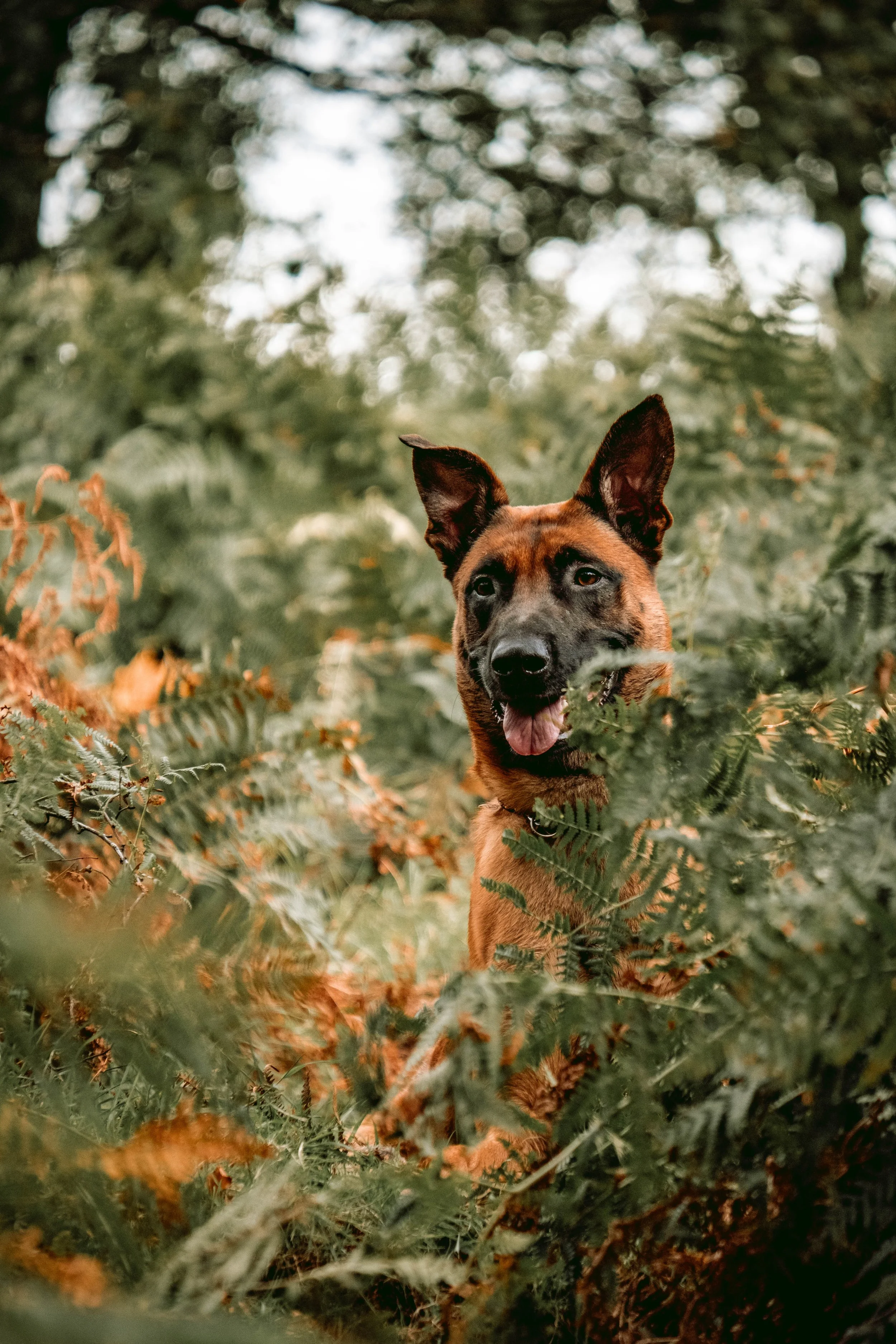 A dog with a brown and black coat partially hidden behind green foliage in a wooded area.