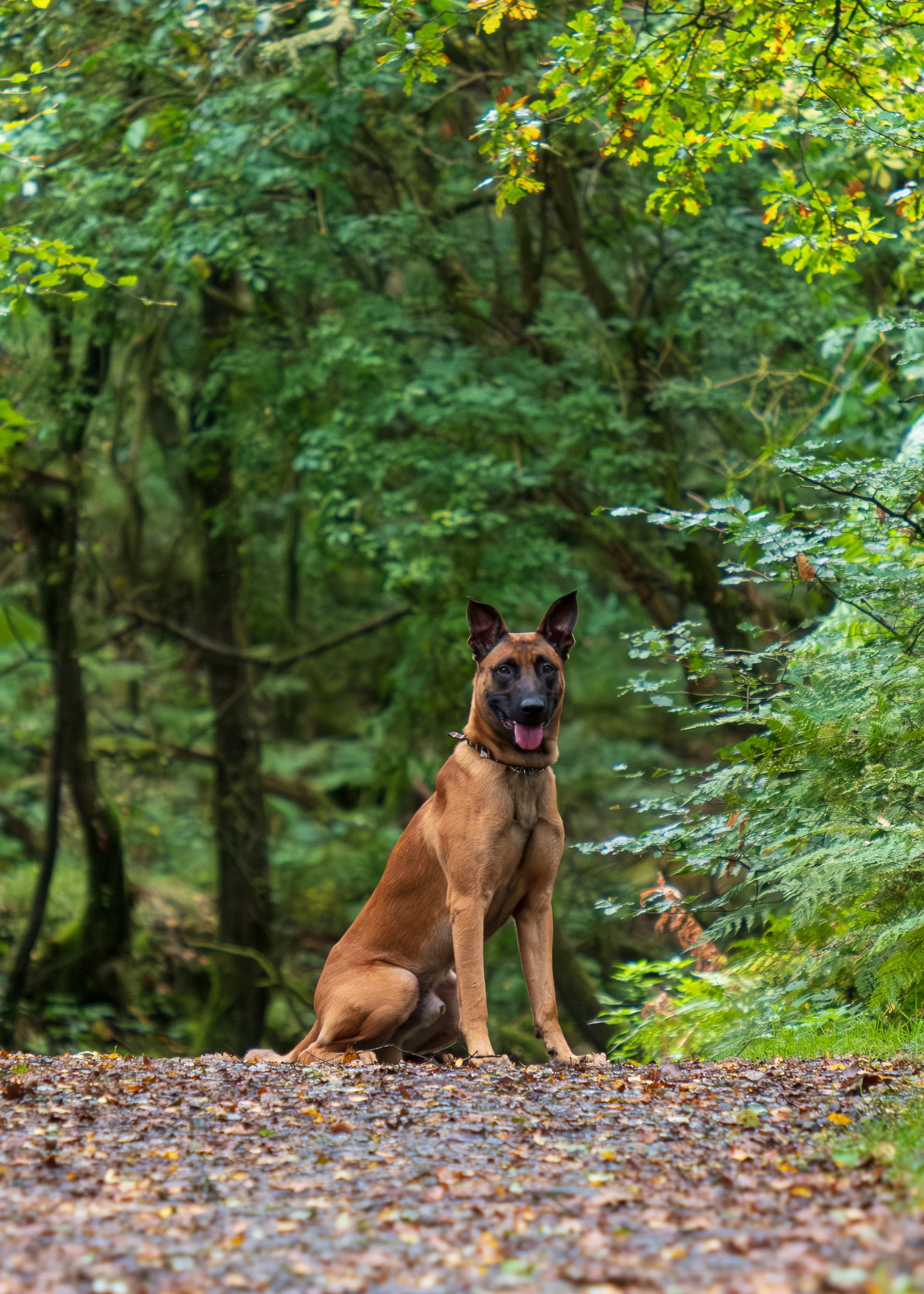 A Belgian Malinois dog sitting on a leaf-covered trail in a lush green forest, looking at the camera with its tongue out.