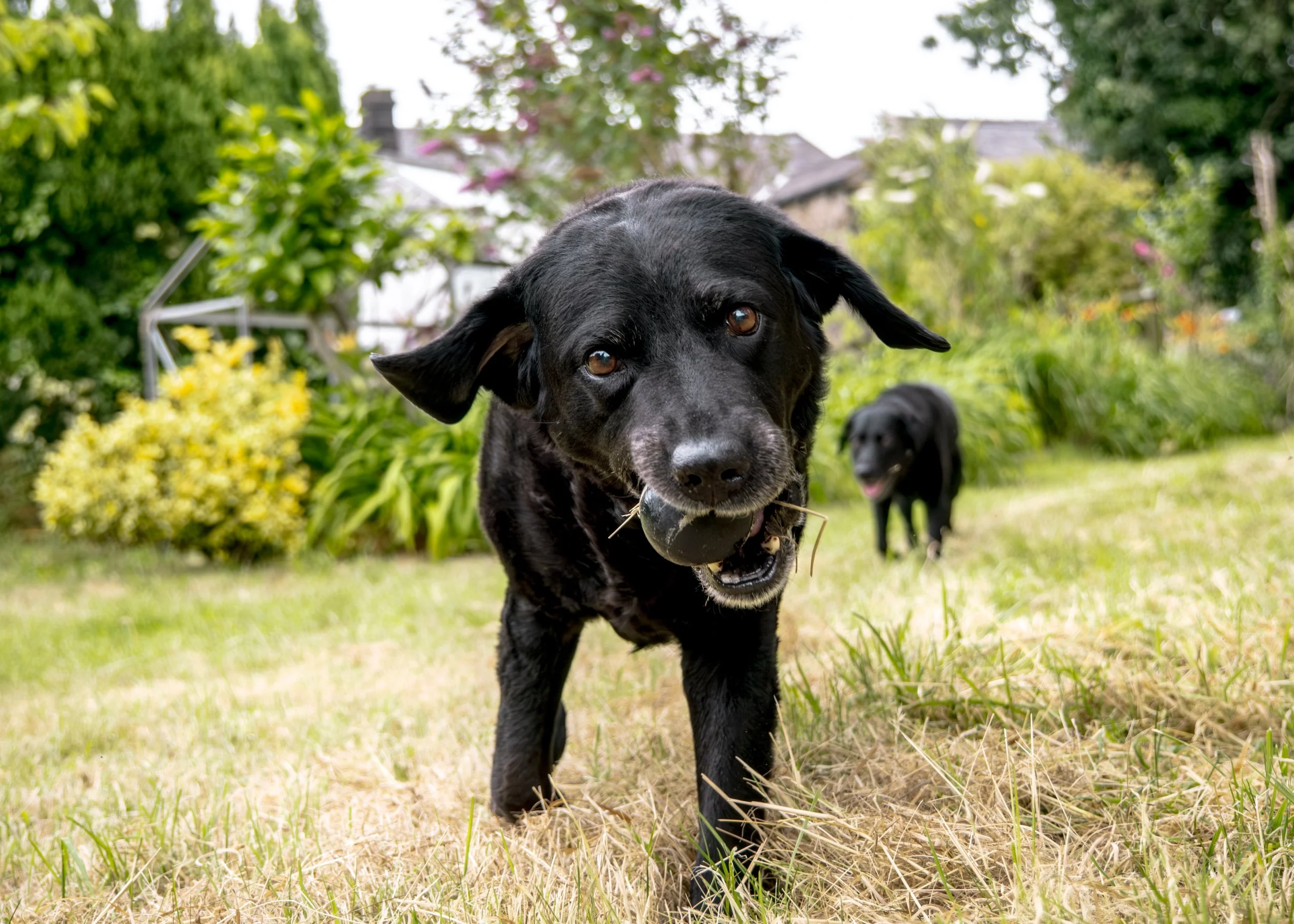 Milly & Peggy-3.jpg