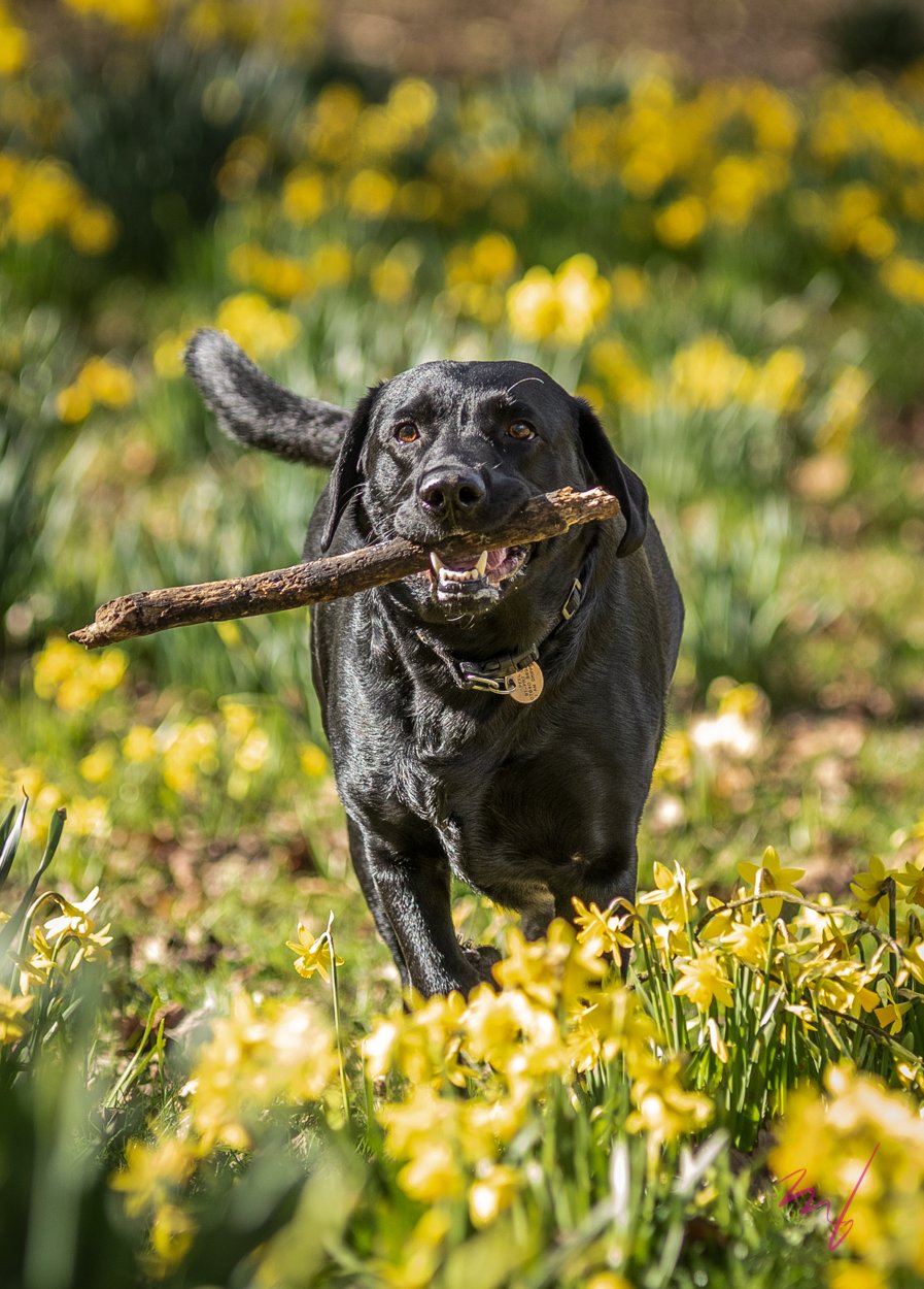 Black dog running through a field of yellow flowers while carrying a stick in its mouth.