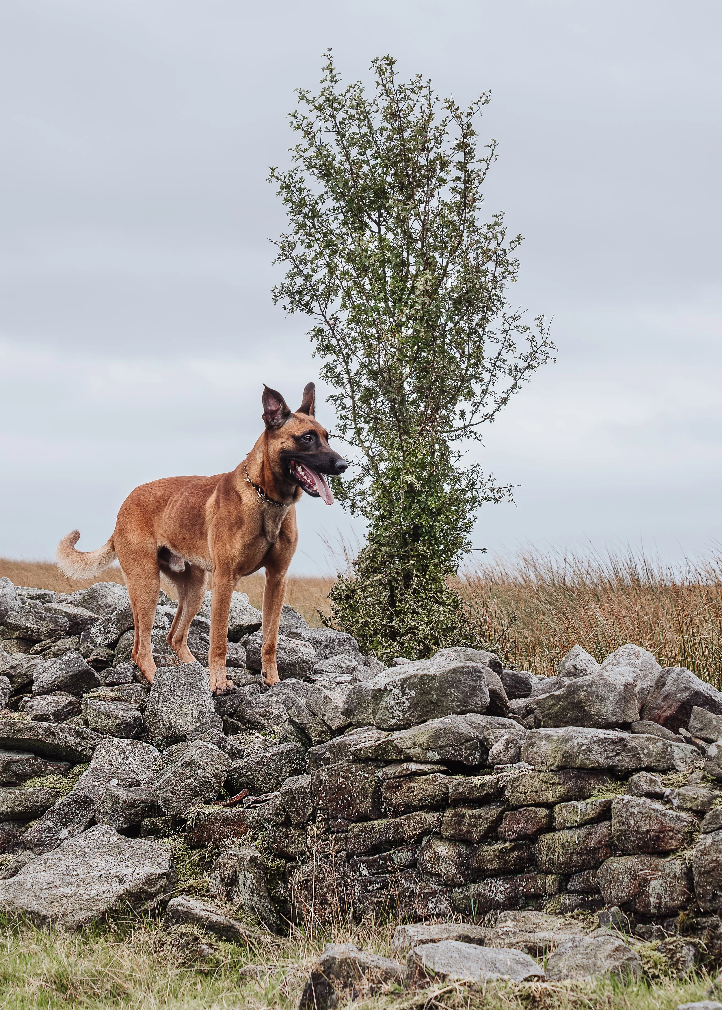 A brown dog with pointed ears standing on a stone wall in a rural area with grass, a small leafy tree, and cloudy sky in the background.