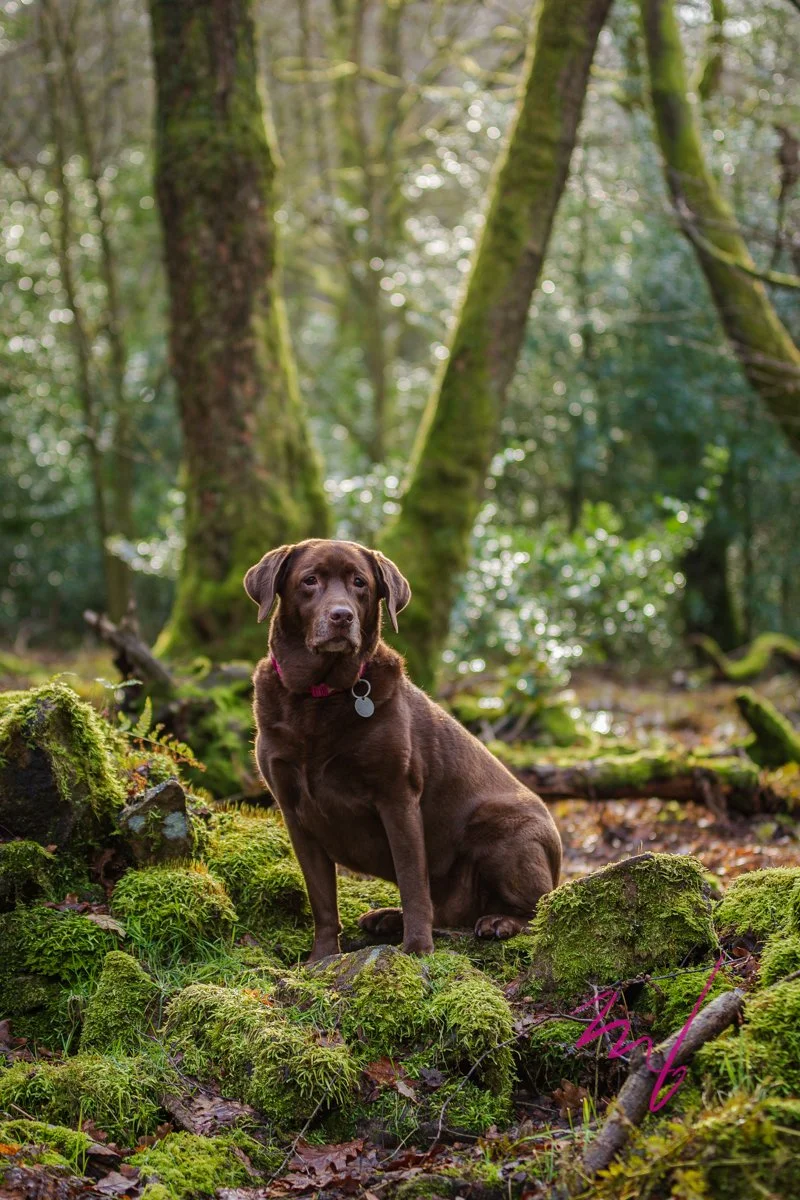 A brown dog sitting on moss-covered rocks in a lush green forest with sunlight filtering through tall trees.