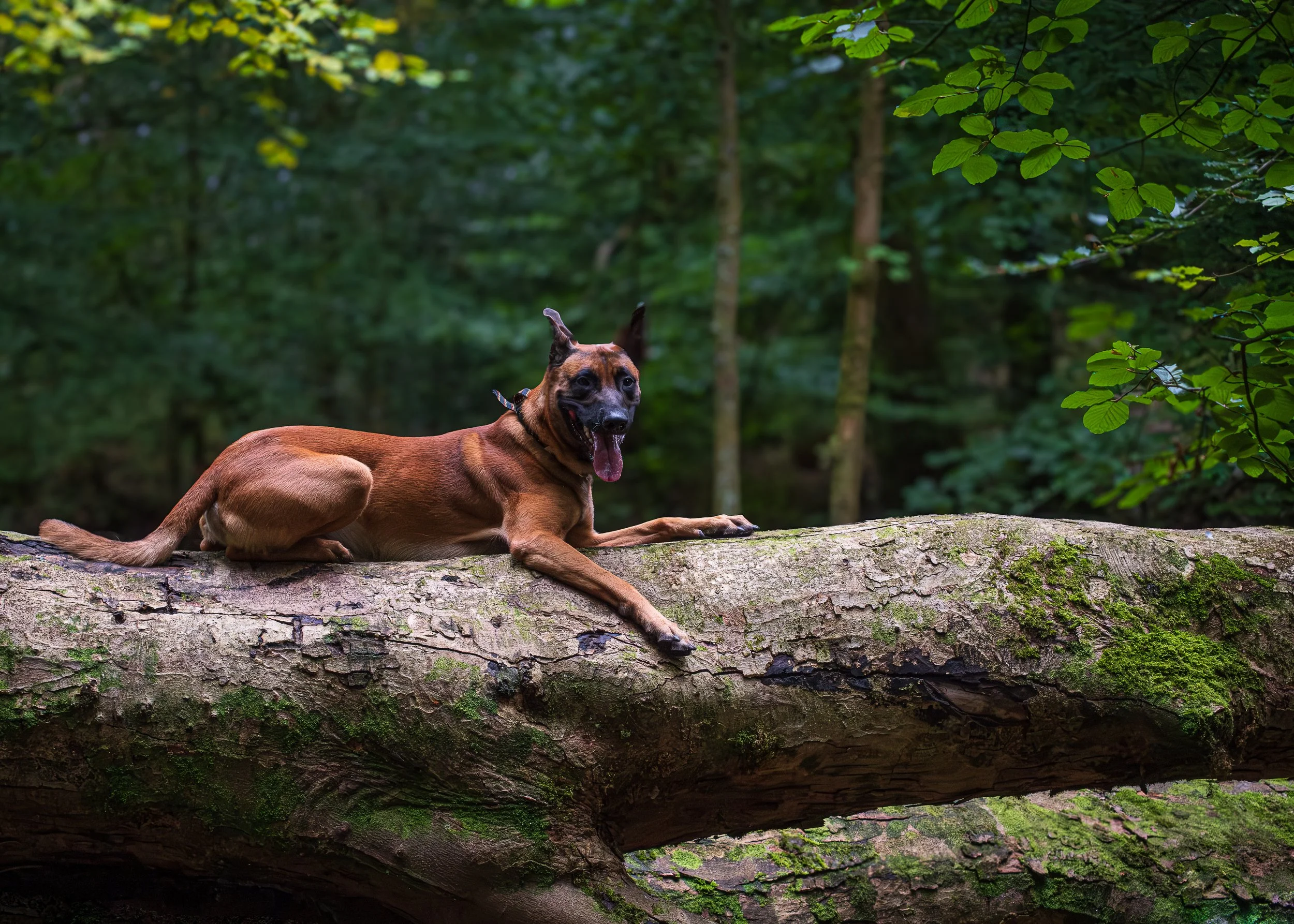 A dog lying on a moss-covered fallen tree trunk in a dense green forest, looking happy with its tongue out.