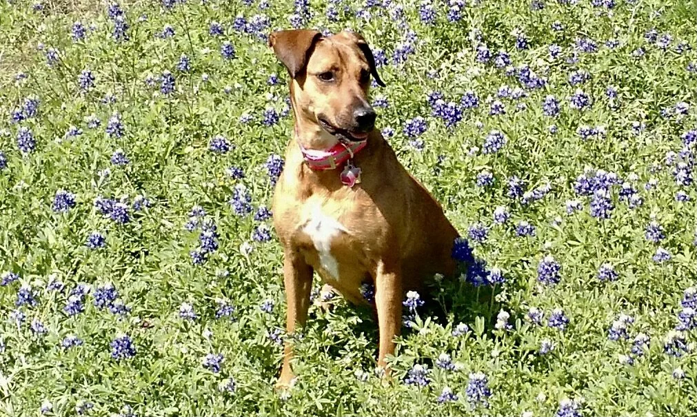 Angel in blue bonnets.jpg