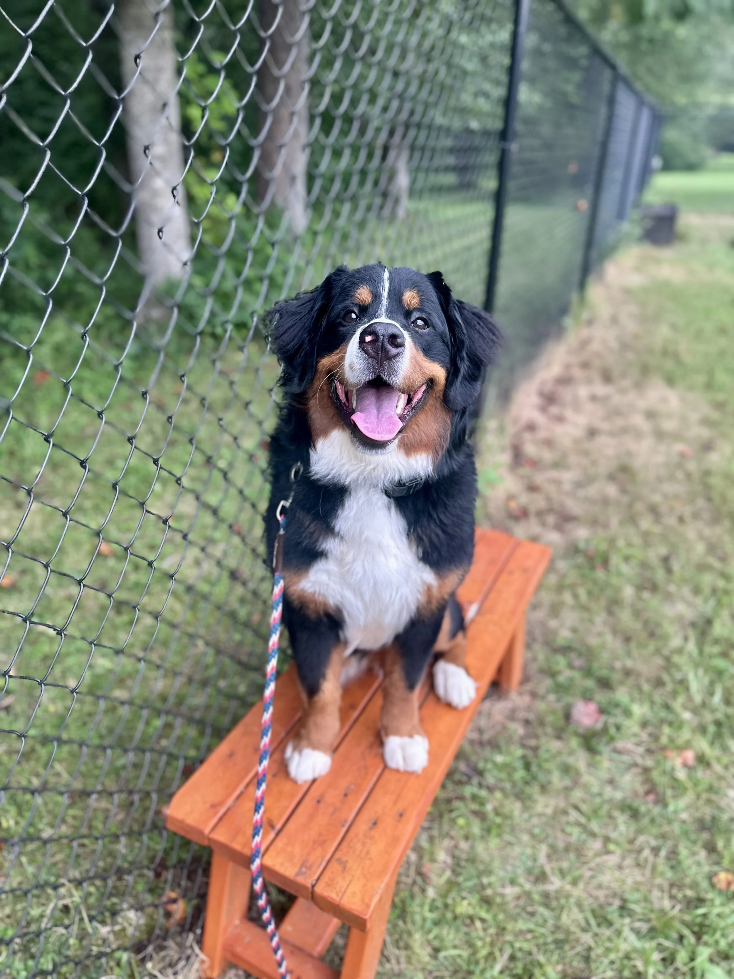 If you want a great dog, you have to work and train for it!