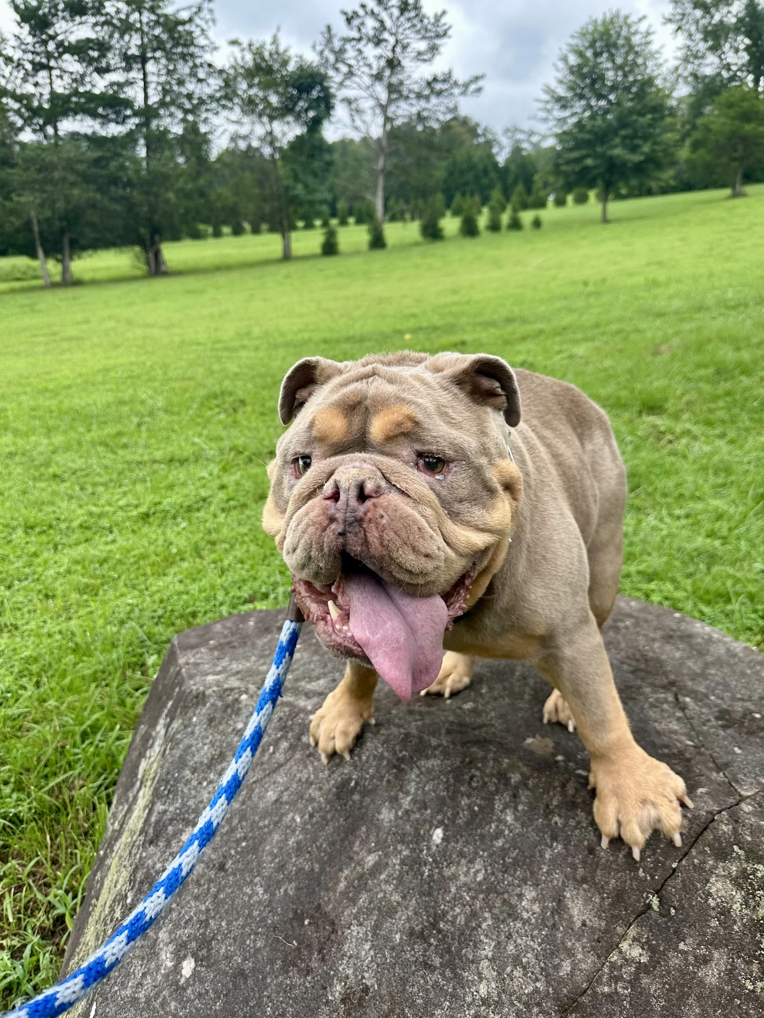 Exercise and fitness is crucial for your dog's health!