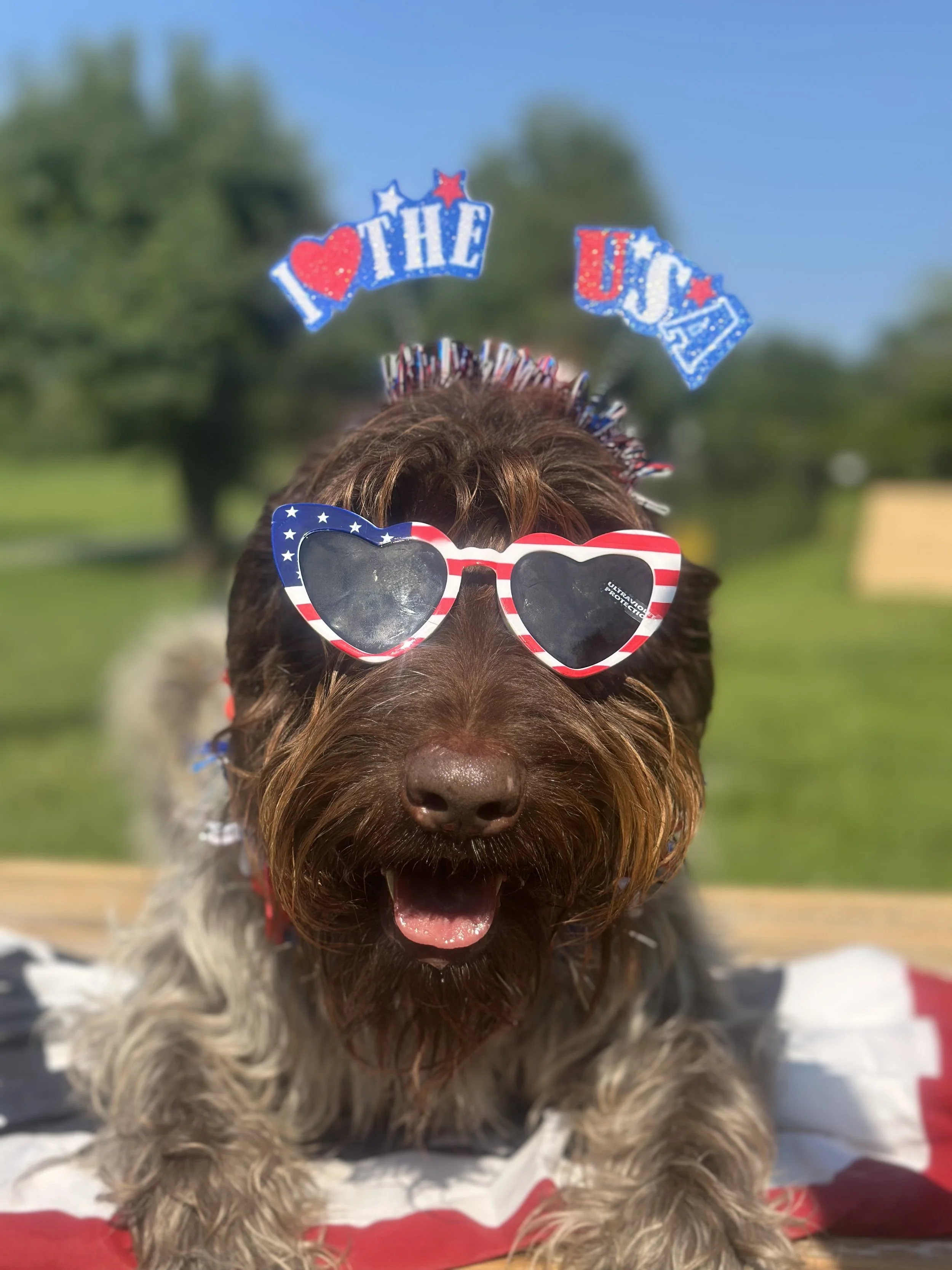 Why do dogs make us so happy?