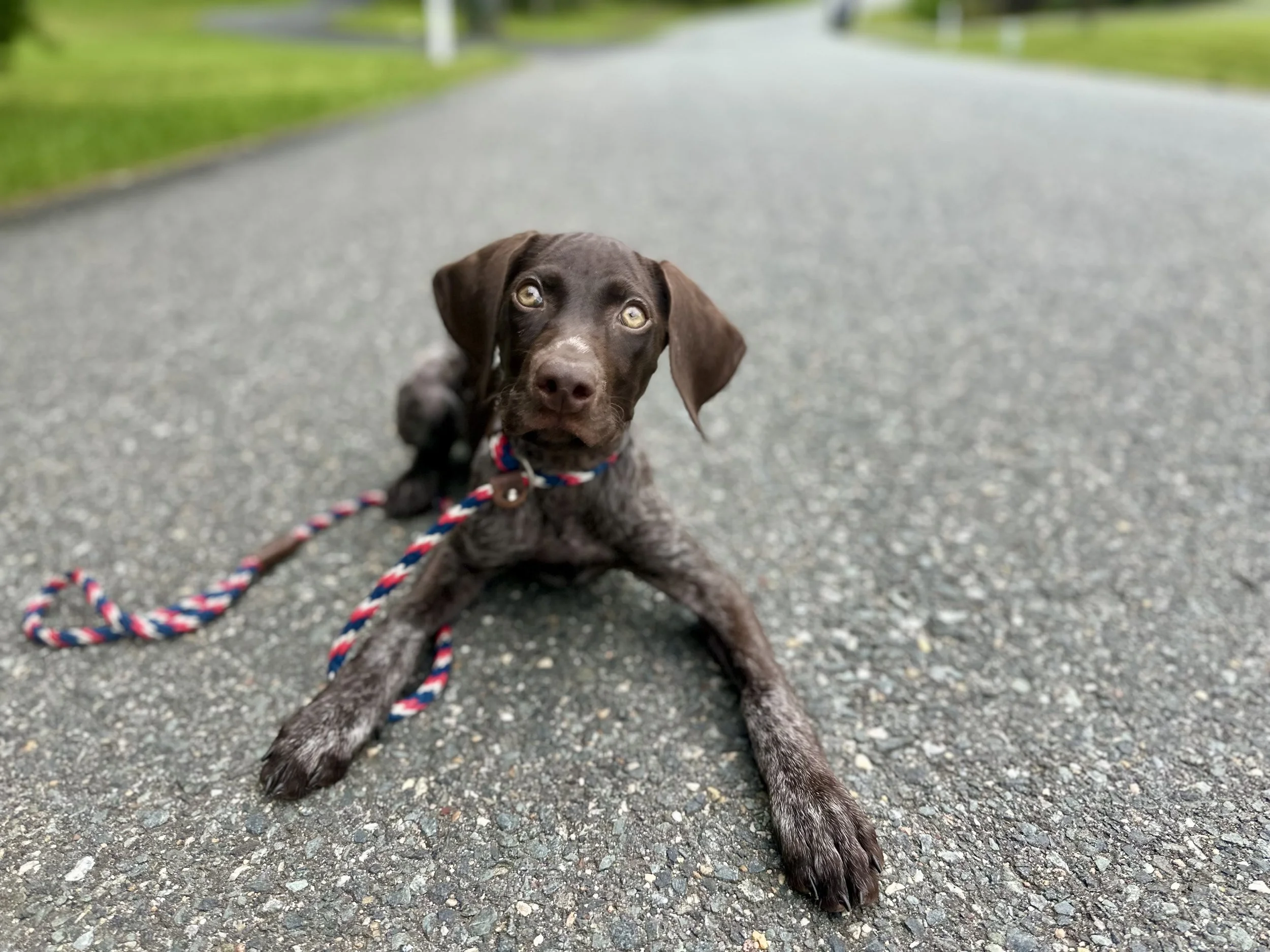 Common Dog Walking Issues that You Should Know About