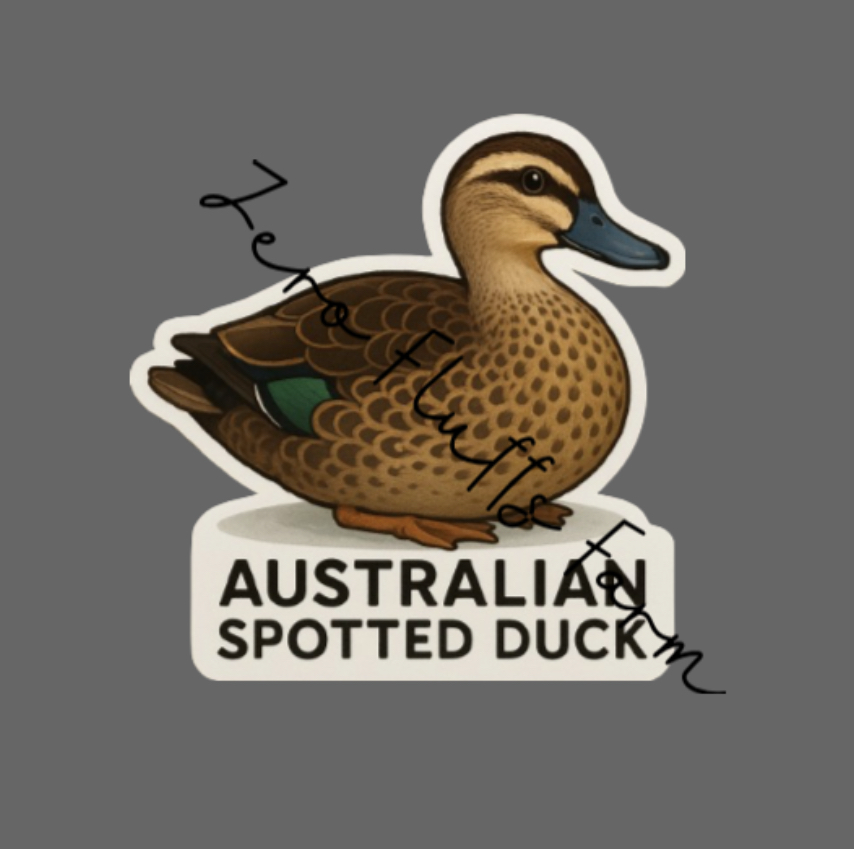 Australian Spotted Duck Text WM.png