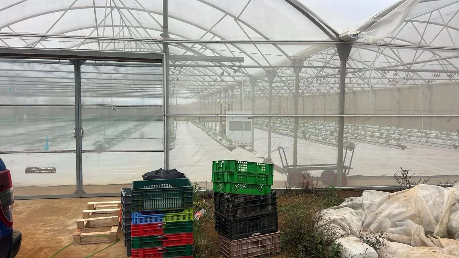 Serre agricole avec des caisses en plastique empilées devant, contenant probablement des légumes ou des fruits, et un chariot à de côté, avec une toile blanche pliée sur le sol à droite.