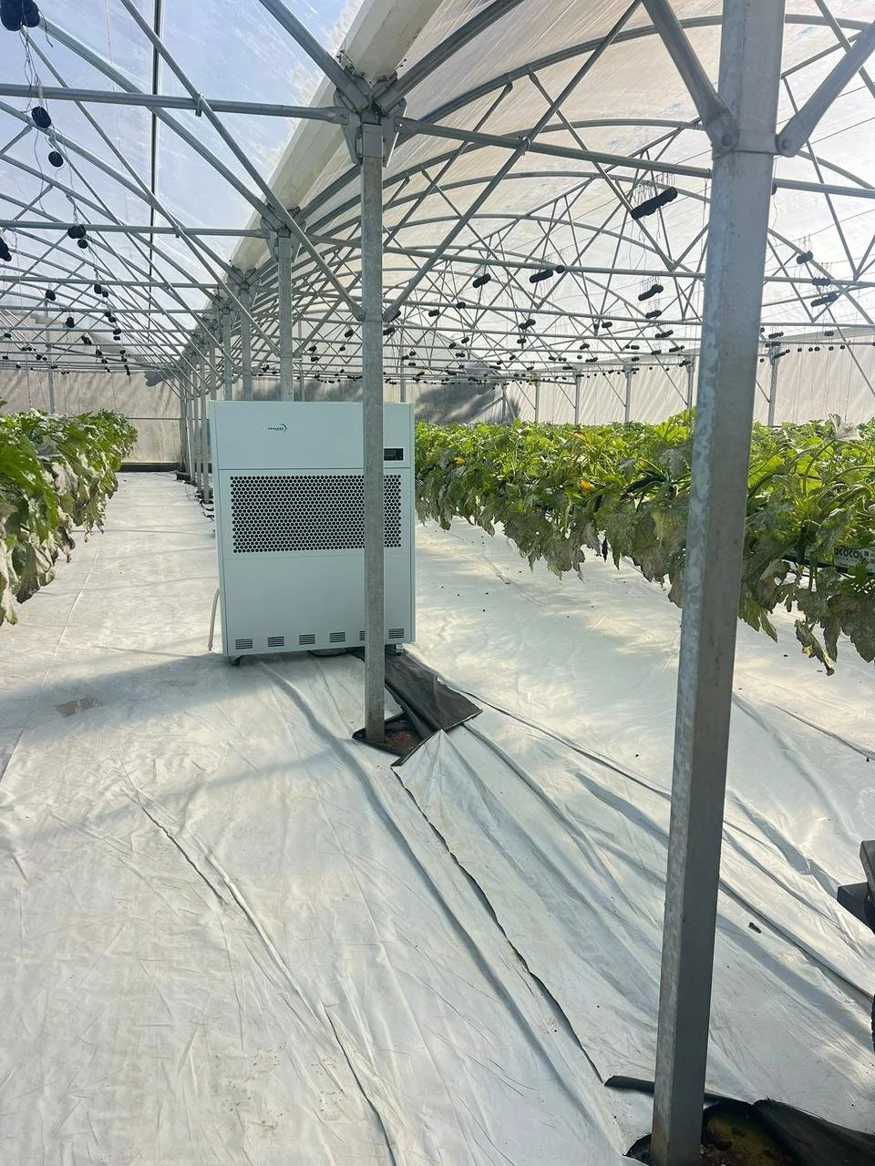 Serre agricole avec ventilation ou contrôle climatique et rangées de plants de légumes ou de fruits en croissance.