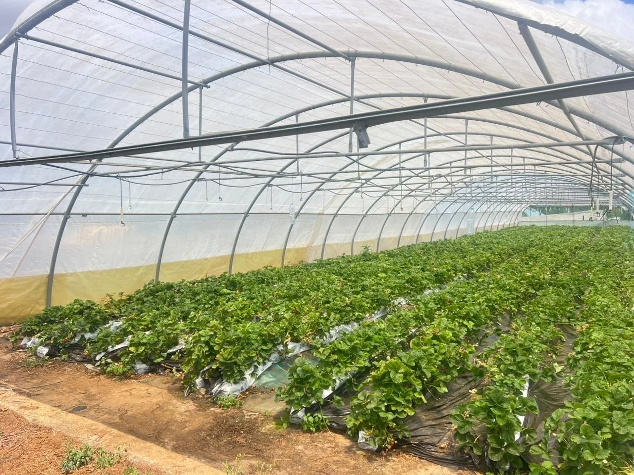 Serre agricole avec rangées de plantes vertes, sous une couverture en plastique, structure métallique visible.