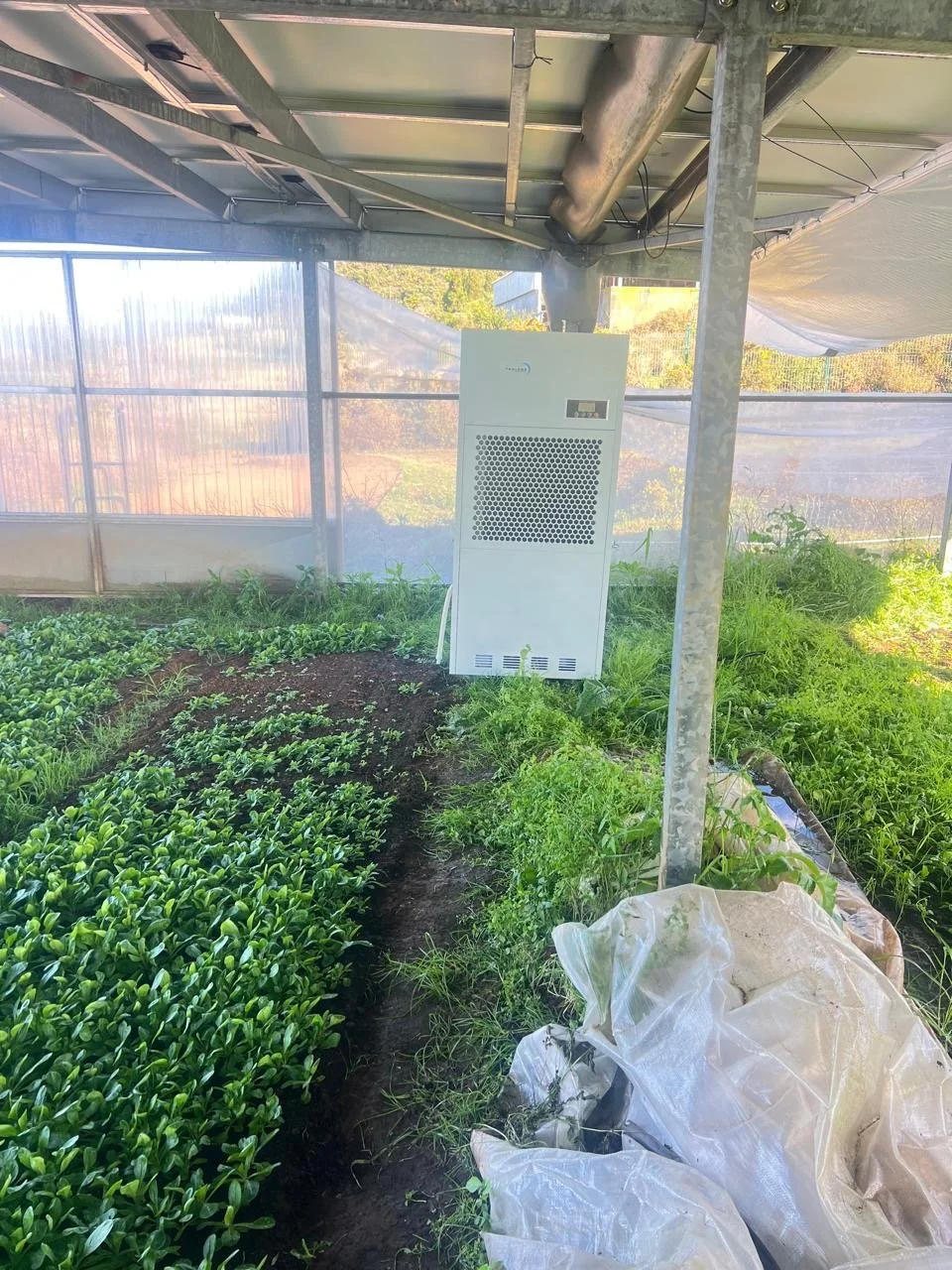 Serre agricole avec système de refroidissement et cultures de jeunes plants de légumes verts.