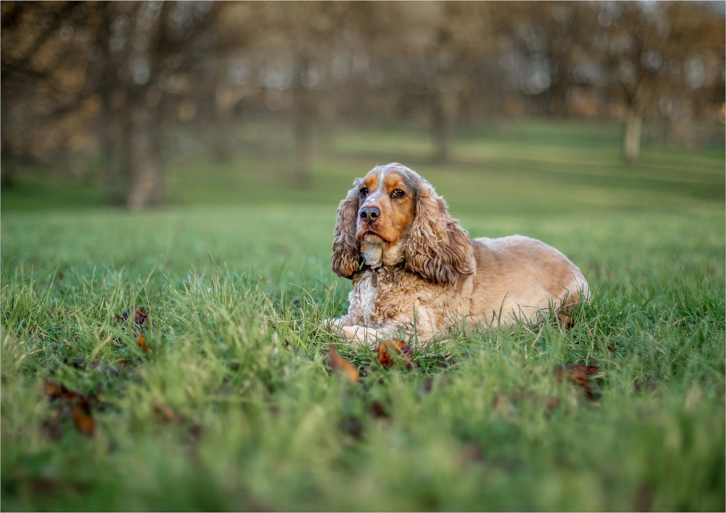 LRPS Distinction Panel
