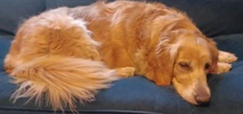 Dog Days of Summer