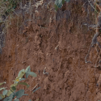 Close-up of a soil wall with some green leaves at the bottom