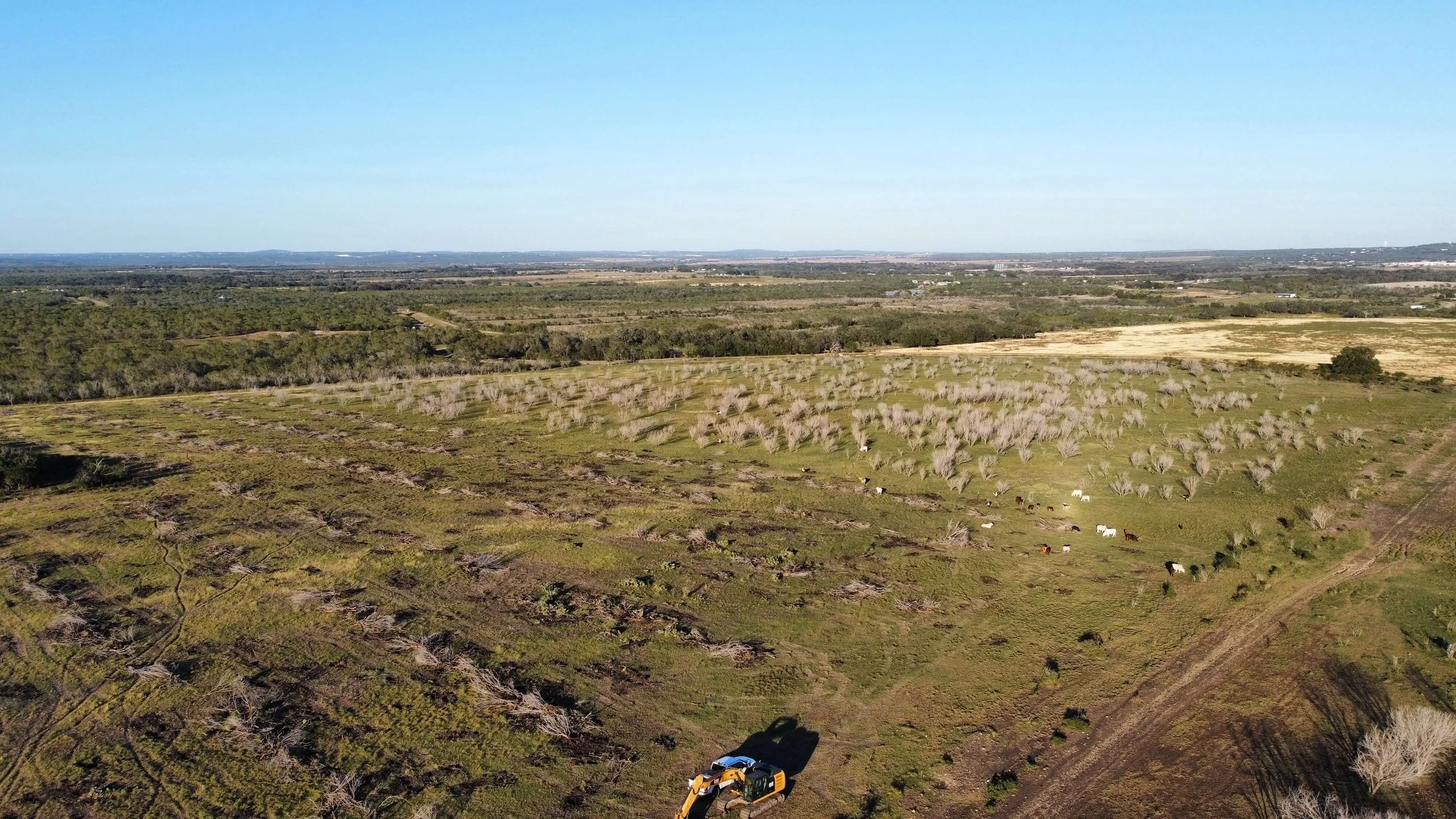 MESQUITE GRUBBING BEFORE