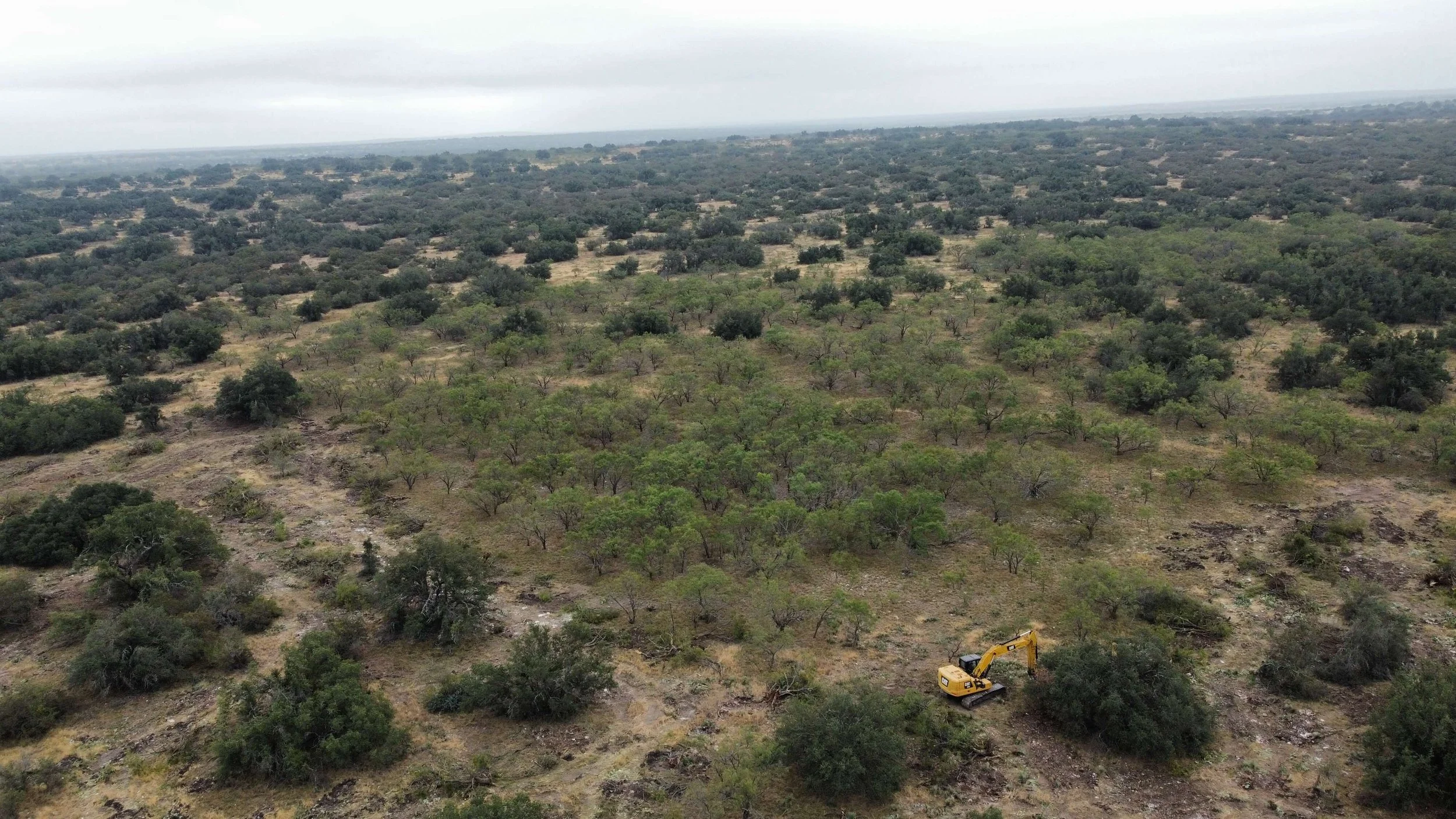 MESQUITE GRUBBING BEFORE