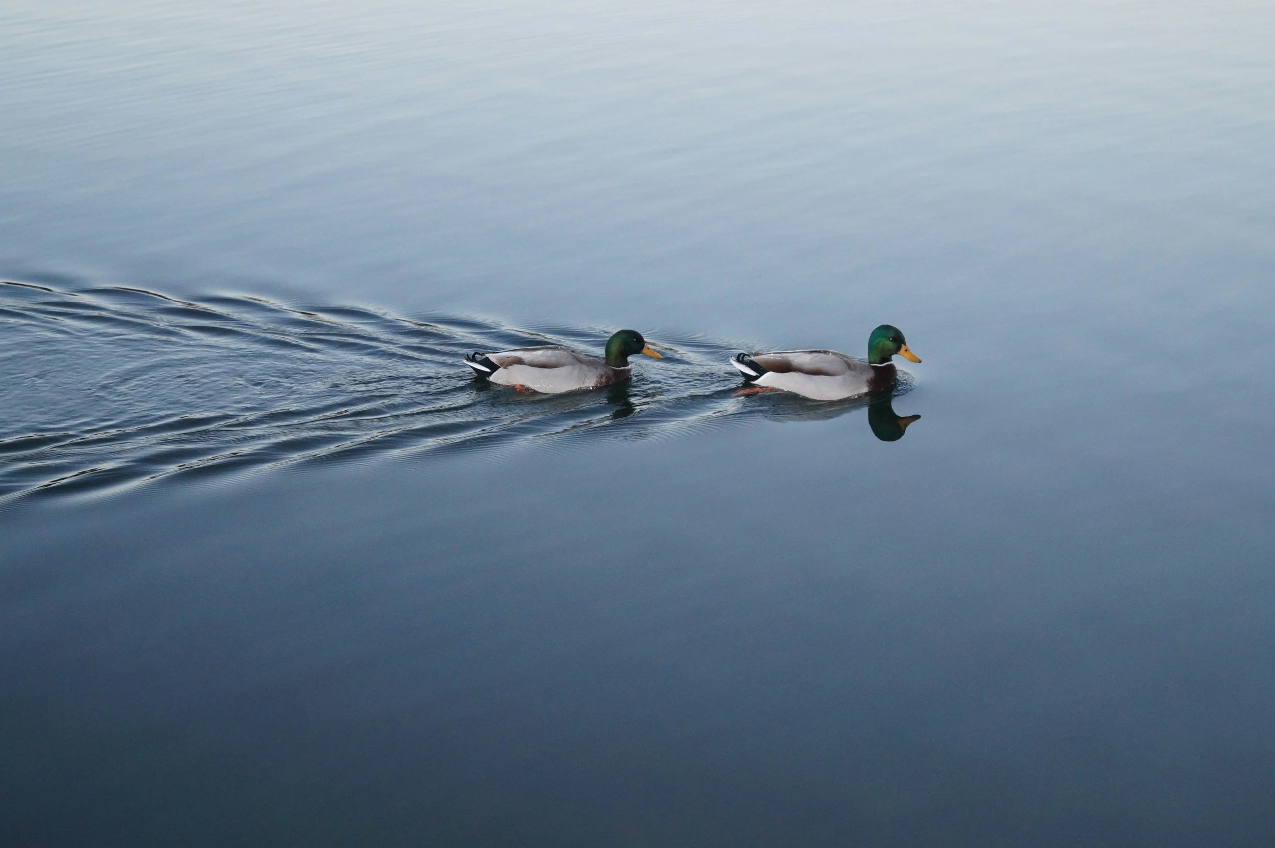 Lot – The Cost of Leading Without Mentorship