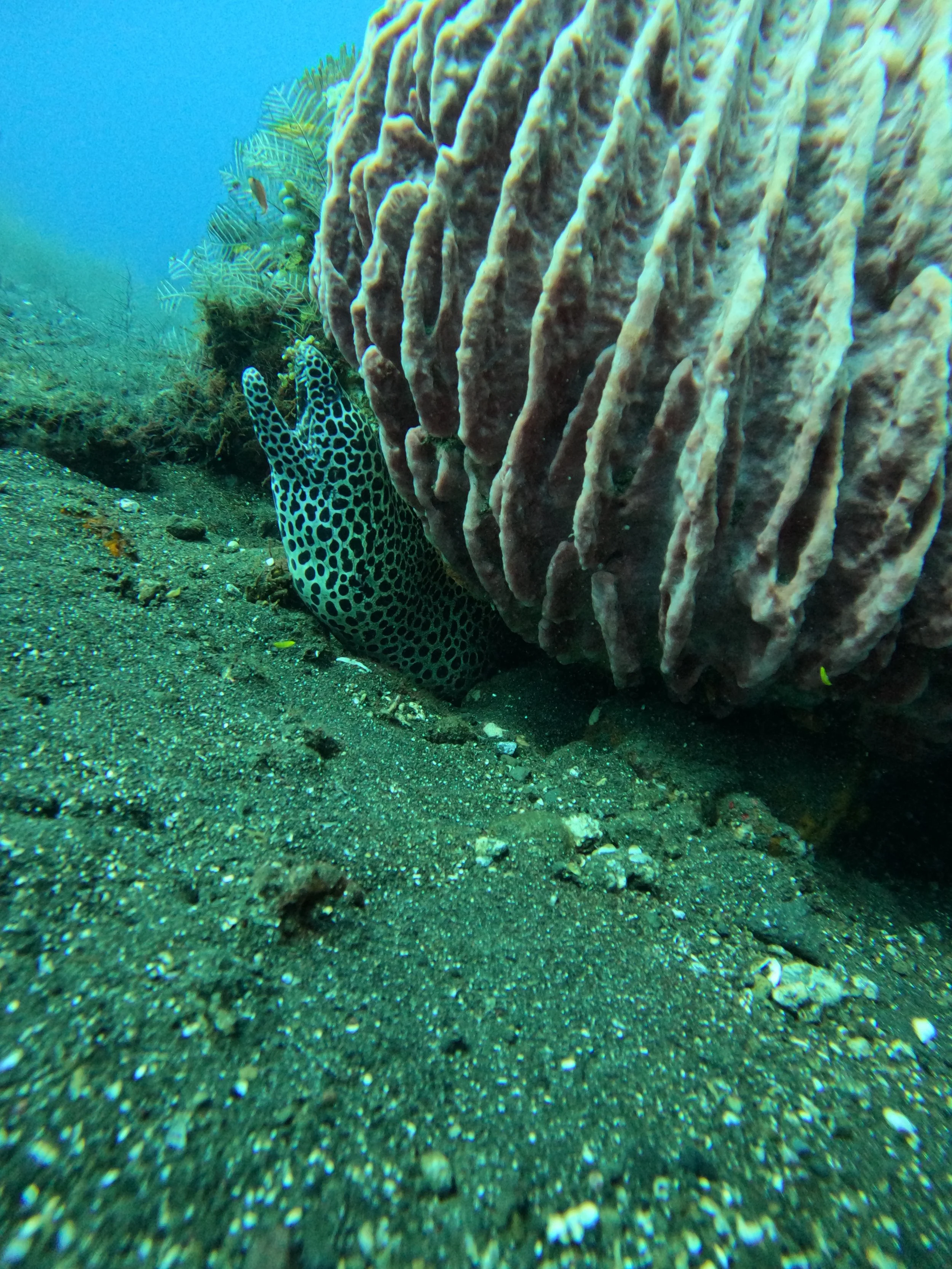 A 5 day guide in Amed / Tulamben for divers