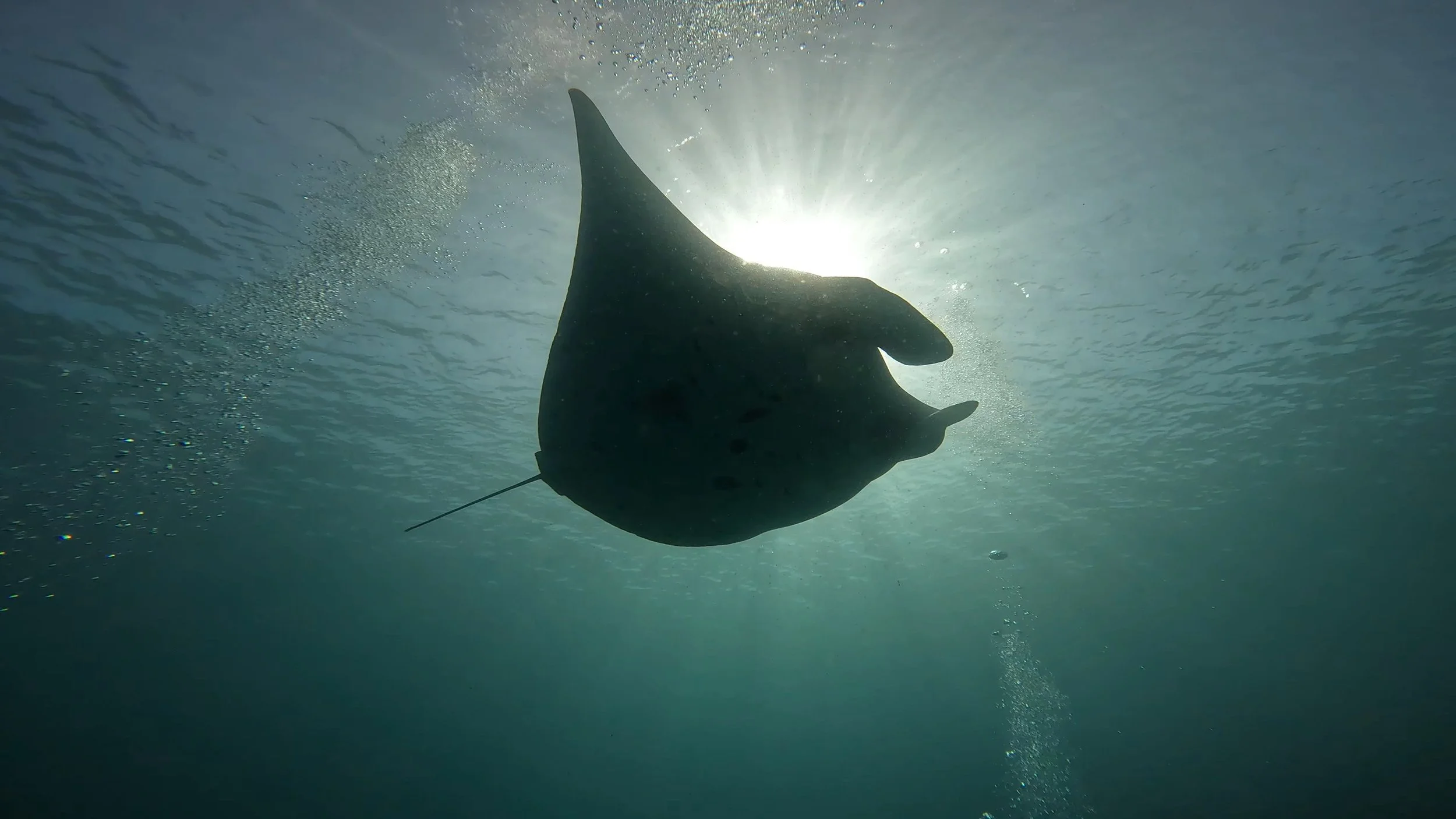 Guide to scuba diving in Komodo National Park