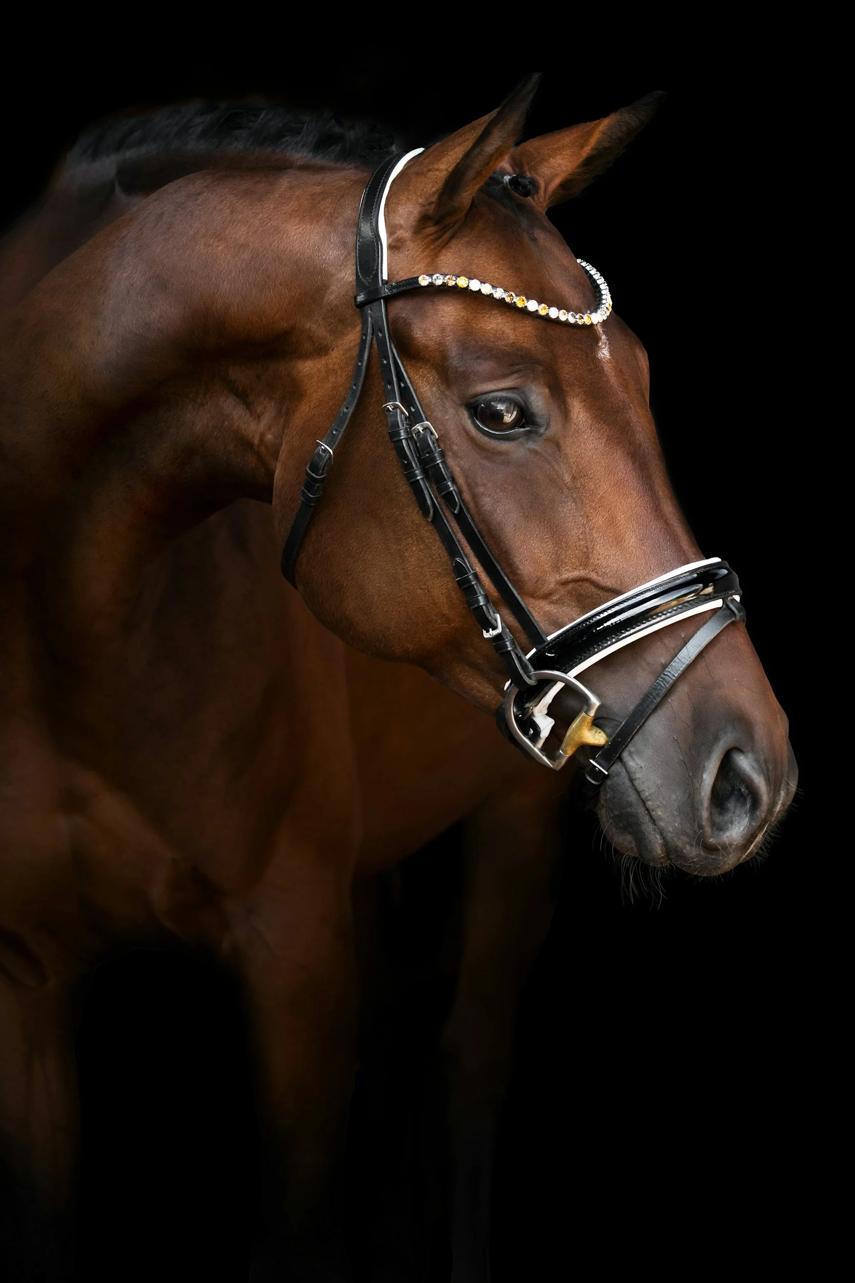 Close-up of a brown horse wearing a bridle with decorative rhinestones against a black background.
