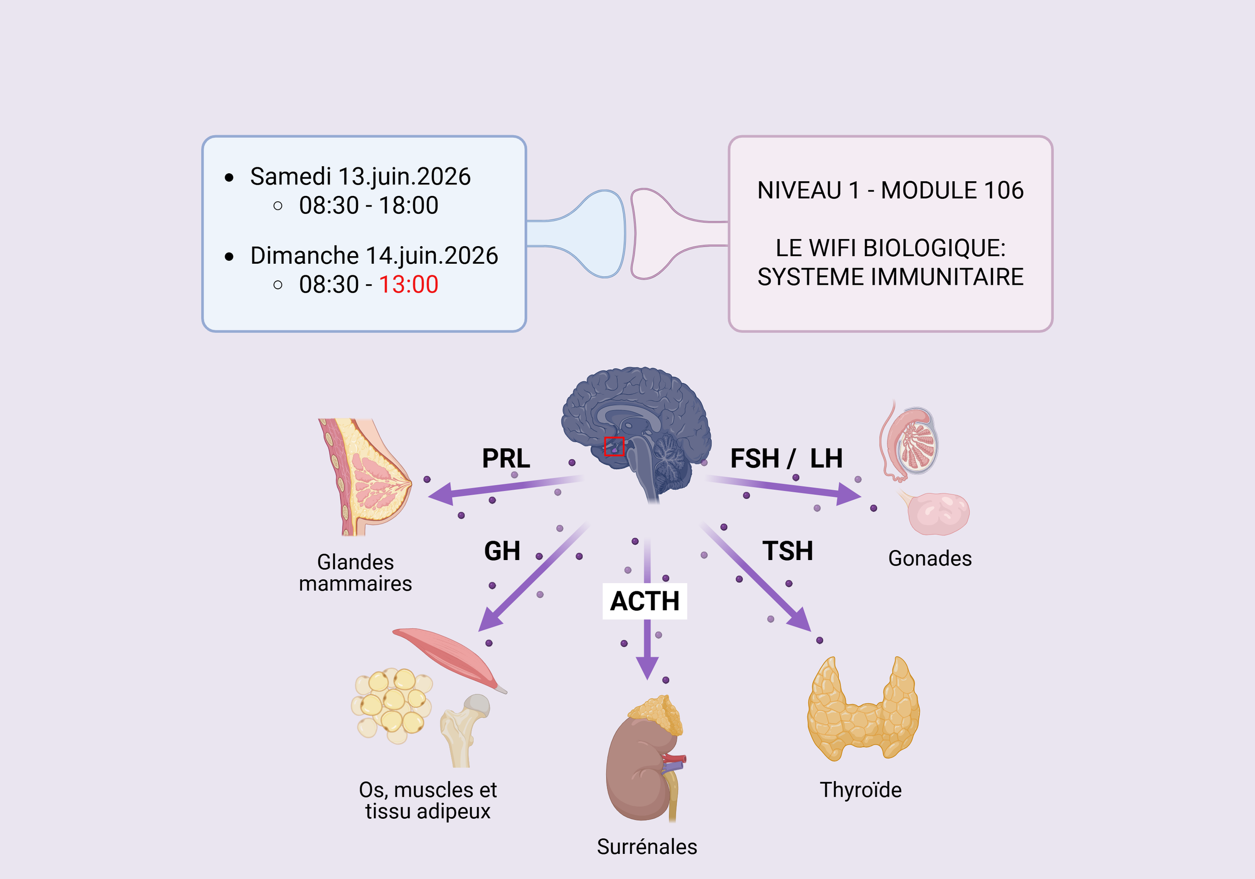 Diagramme illustrant le système hormonal de régulation, avec une horloge indiquant des dates et heures, et un cerveau connecté à différentes glandes et organes par des flèches indiquant la production d'hormones telles que PRL, GH, ACTH, FSH/LH, TSH, avec des illustrations de mammifères, squelette, cerveau, glandes, muscles, os, et organes comme la thyroïde, surrénales, glandes mammaires.