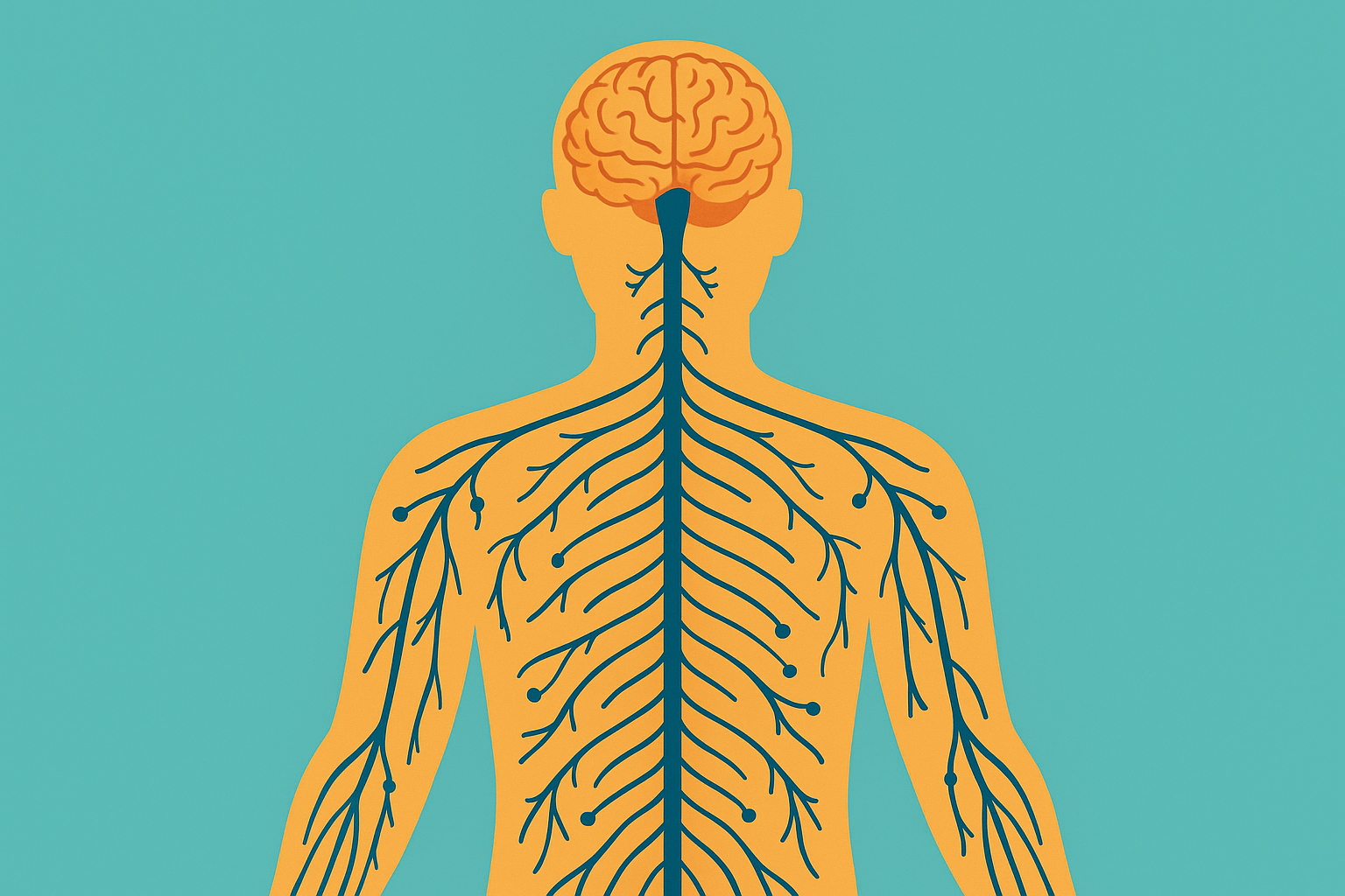 Le système nerveux : le grand réseau du corps humain