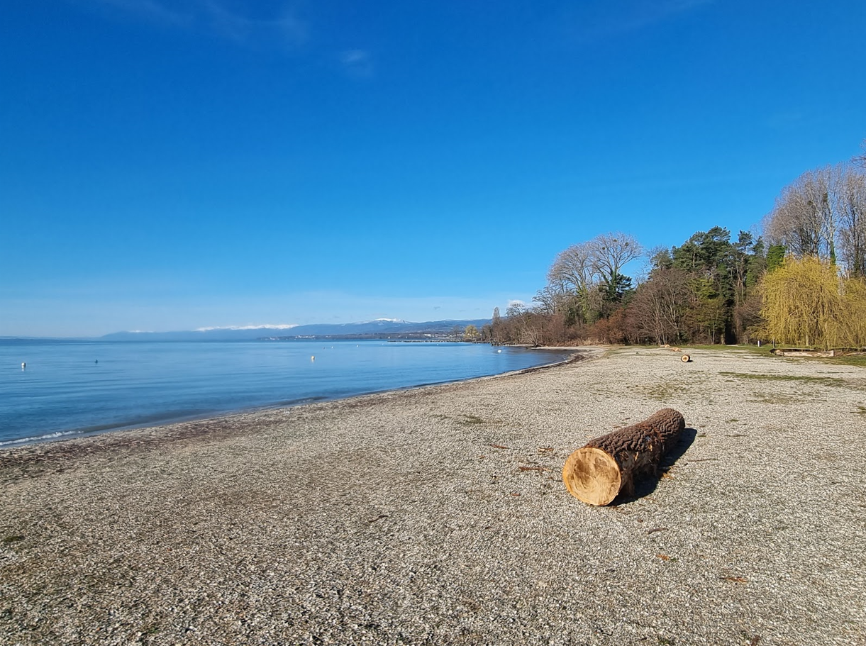 Plage avec un tronc d'arbre couché sur le sable, bordée d'arbres, ciel bleu sans nuages, montagnes en arrière-plan.