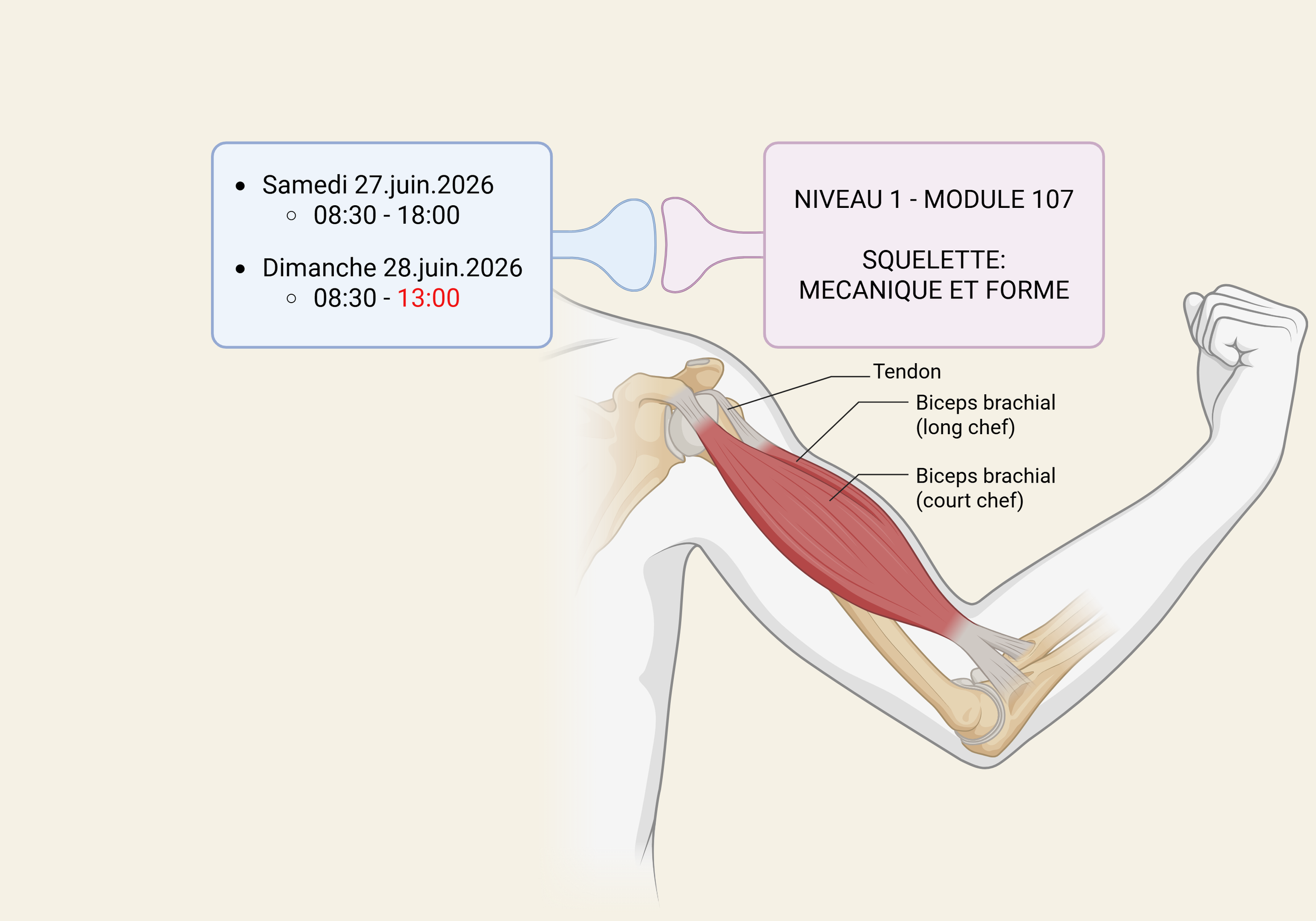 Plan anatomique du bras montrant les muscles biceps brachial long et court chef avec le tendon, avec un calendrier indiquant des dates de formation, vendredi 27 juin 2026 de 8h30 à 18h00, et dimanche 28 juin 2026 de 8h30 à 13h00, pour le module 107 sur la squelettique mécanique et forme.