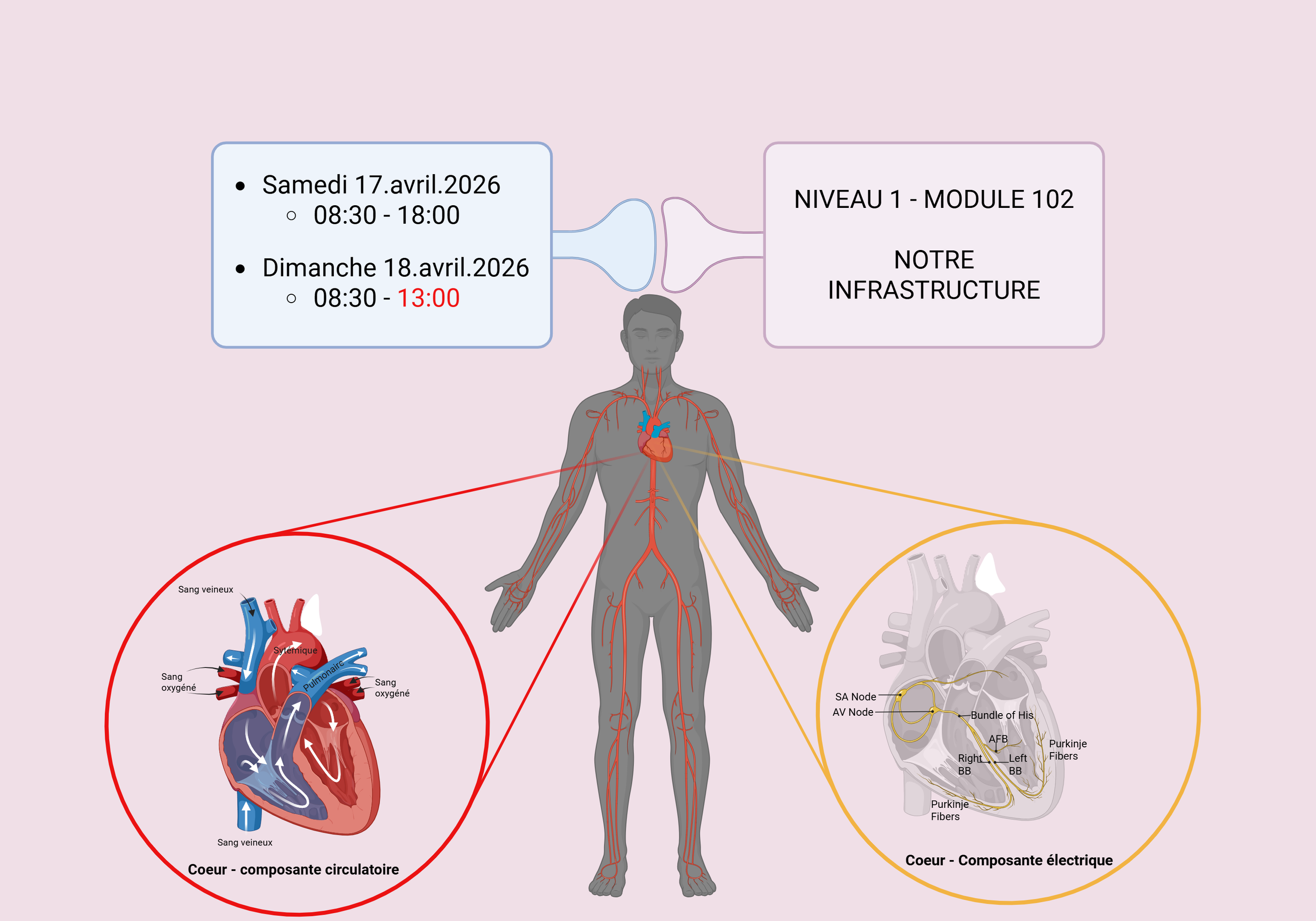 Diagramme médical illustrant le cœur humain avec deux sections : à gauche, le cœur comme composant circulatoire, montrant la circulation du sang veineux et oxygéné, et à droite, le cœur en tant que composant électrique avec le trajet des fibres nerveuses et le nodule SA, le nudo AV et le faisceau de His. En haut, un calendrier et un horaire en français indiquant deux dates et leurs horaires respectifs.